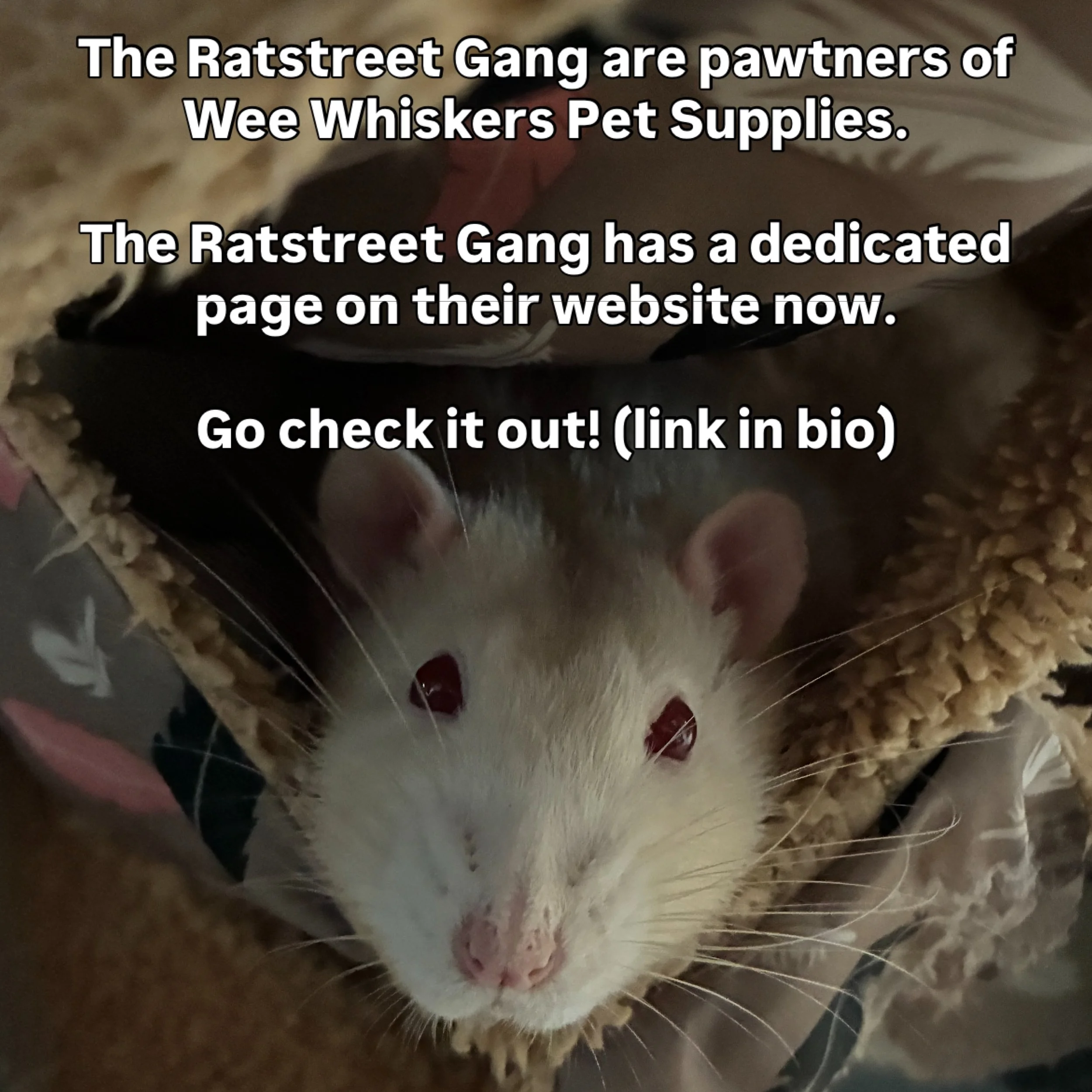 The Ratstreet Gang are pawtners of @weewhiskers.petsupplies 

The gang has a dedicated page on their website now. Go check it out! (link in bio) 

#pawtners #weewhiskerspetsupplies #chaospotatoes #fancyrats #ratstagram