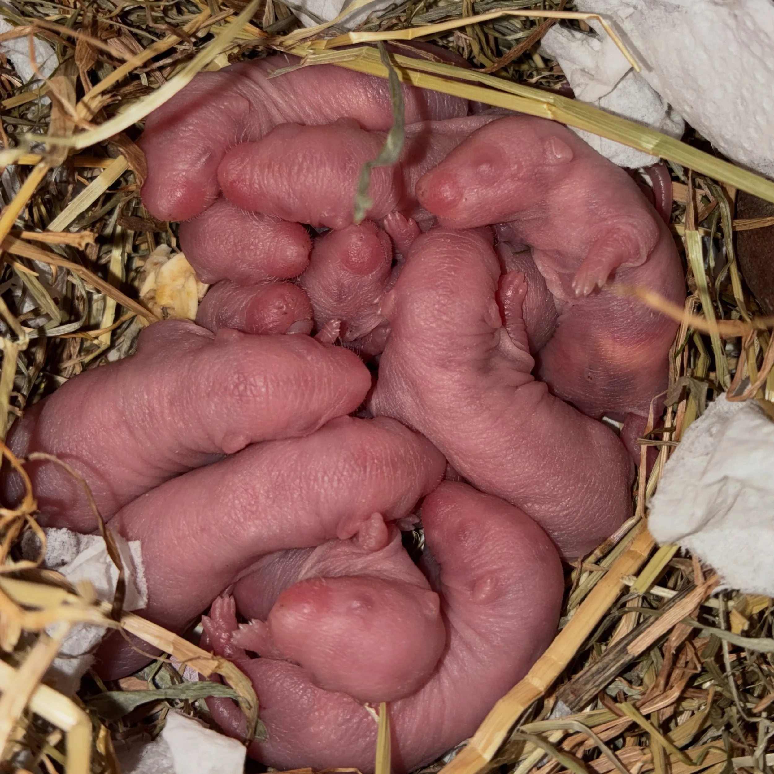We have some great news! The Ratstreet Gang is growing! 

These 11 tiny chaos potatoes were born 13/08/2026 😍

Mum is doing a great job looking after them. 

#ratsofinstagram #chaospotatoes #newbornrats #fancyrats #pocketpuppies