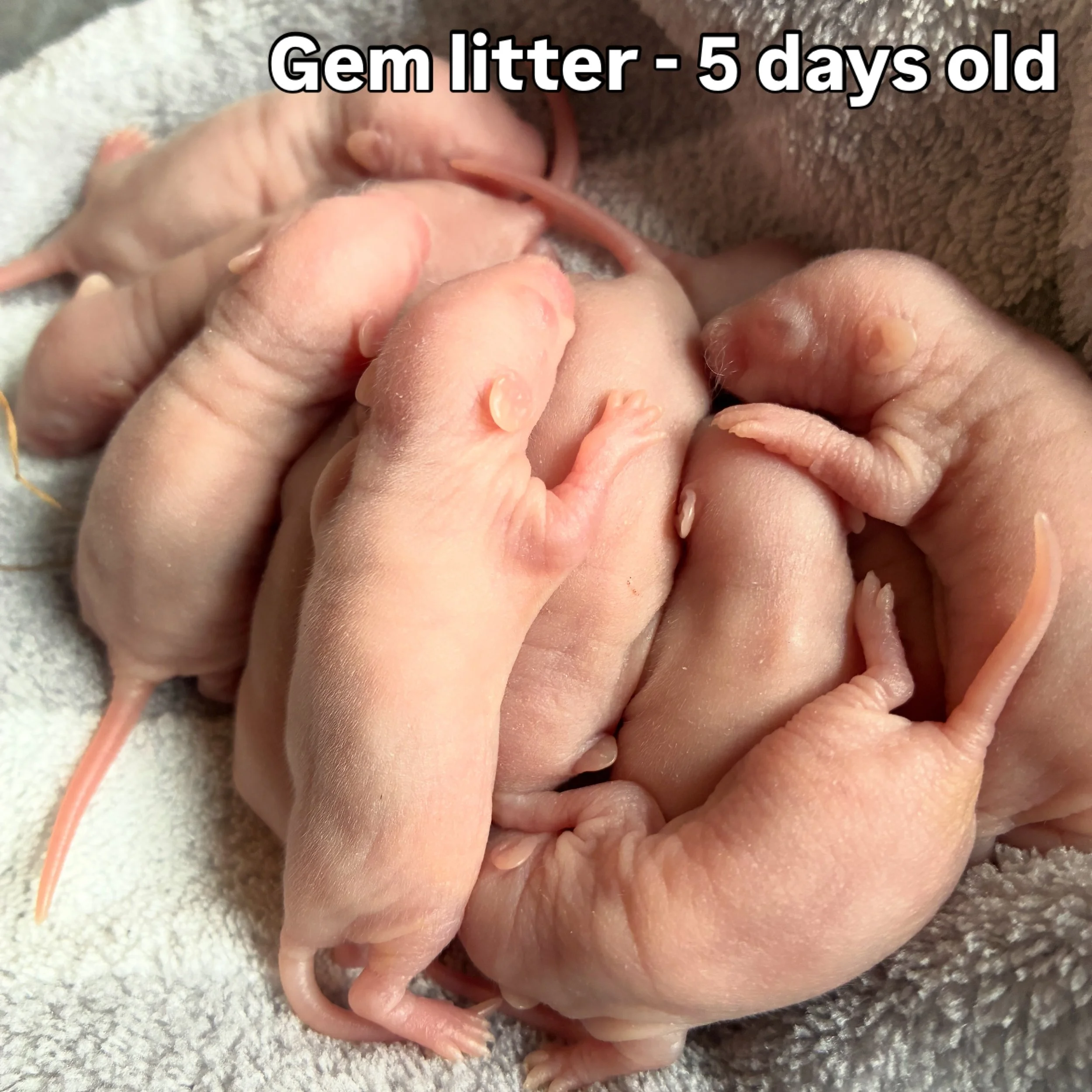 The wee ones are growing so fast 😍 

#chaospotatoes #fancyrats #ratsofinstagram #newbornrats #cute