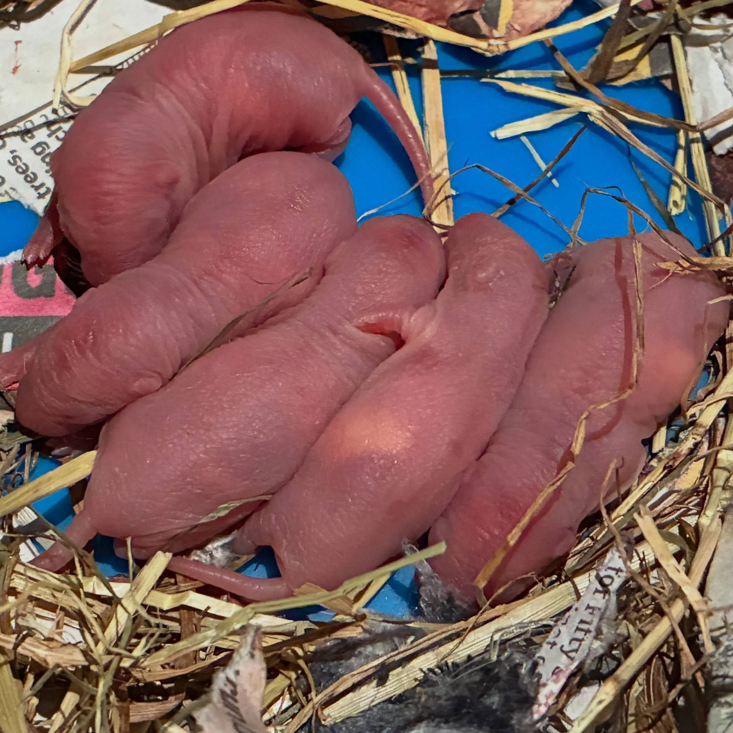 More exciting news! 

The Ratstreet Gang has grown even further with an additional 5 tiny chaos potatoes, born 20/08/2026 🥰

Our newest mum is doing a great job looking after them. 

#ratsofinstagram🐭 #chaospotatoes #newbornrats #fancyrats #pocketp