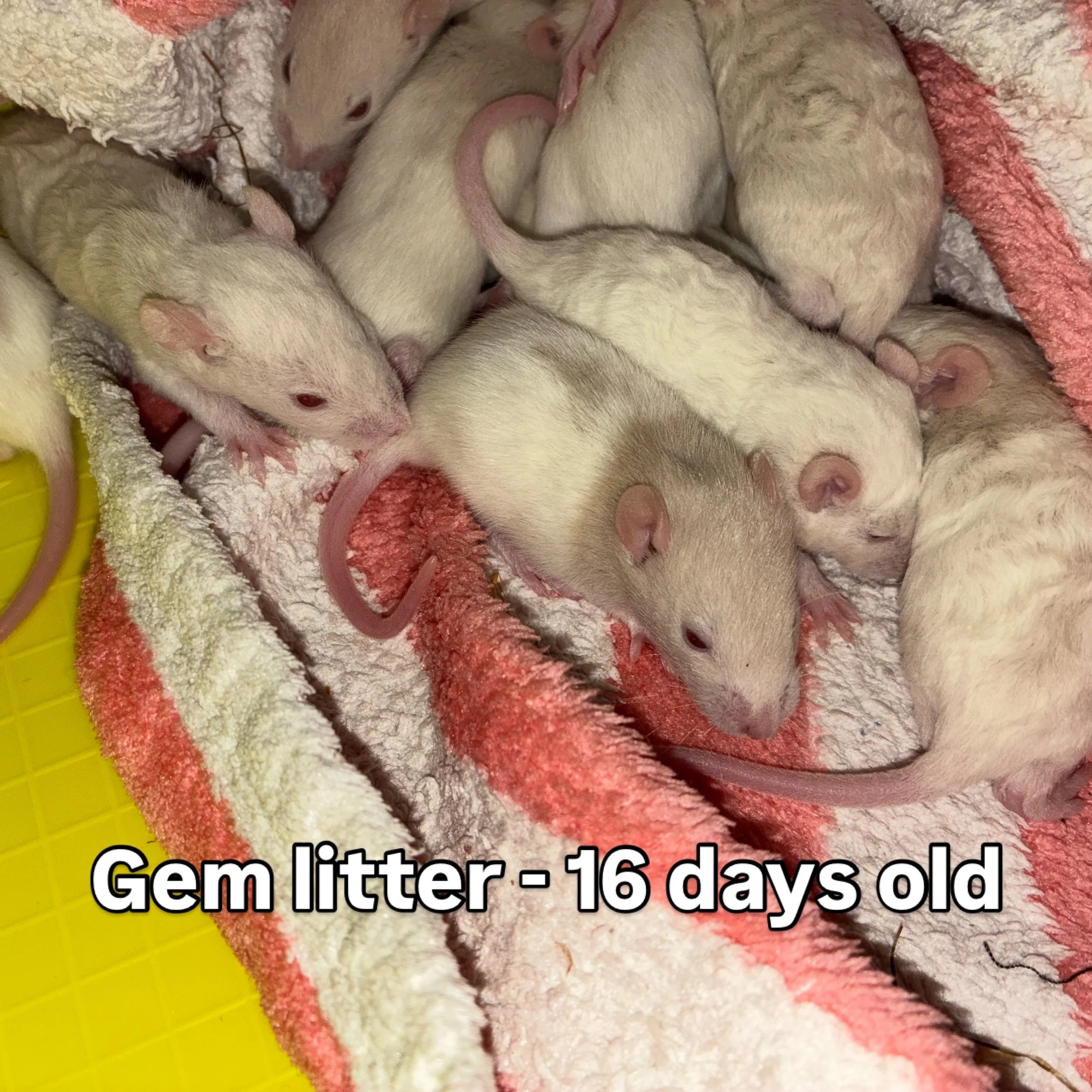 Their eyes have opened. And they are ready to explore the world! They grow up so fast 😍 

#chaospotatoes #fancyrats #newbornrats #ratsofinstagram #cute