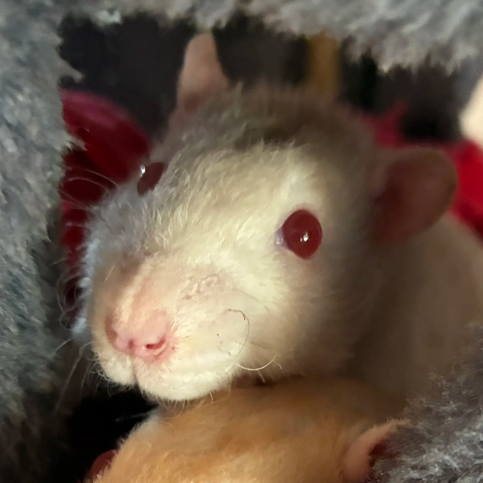 Close-up portrait of Caddy, a white rex pet rat with red eyes,