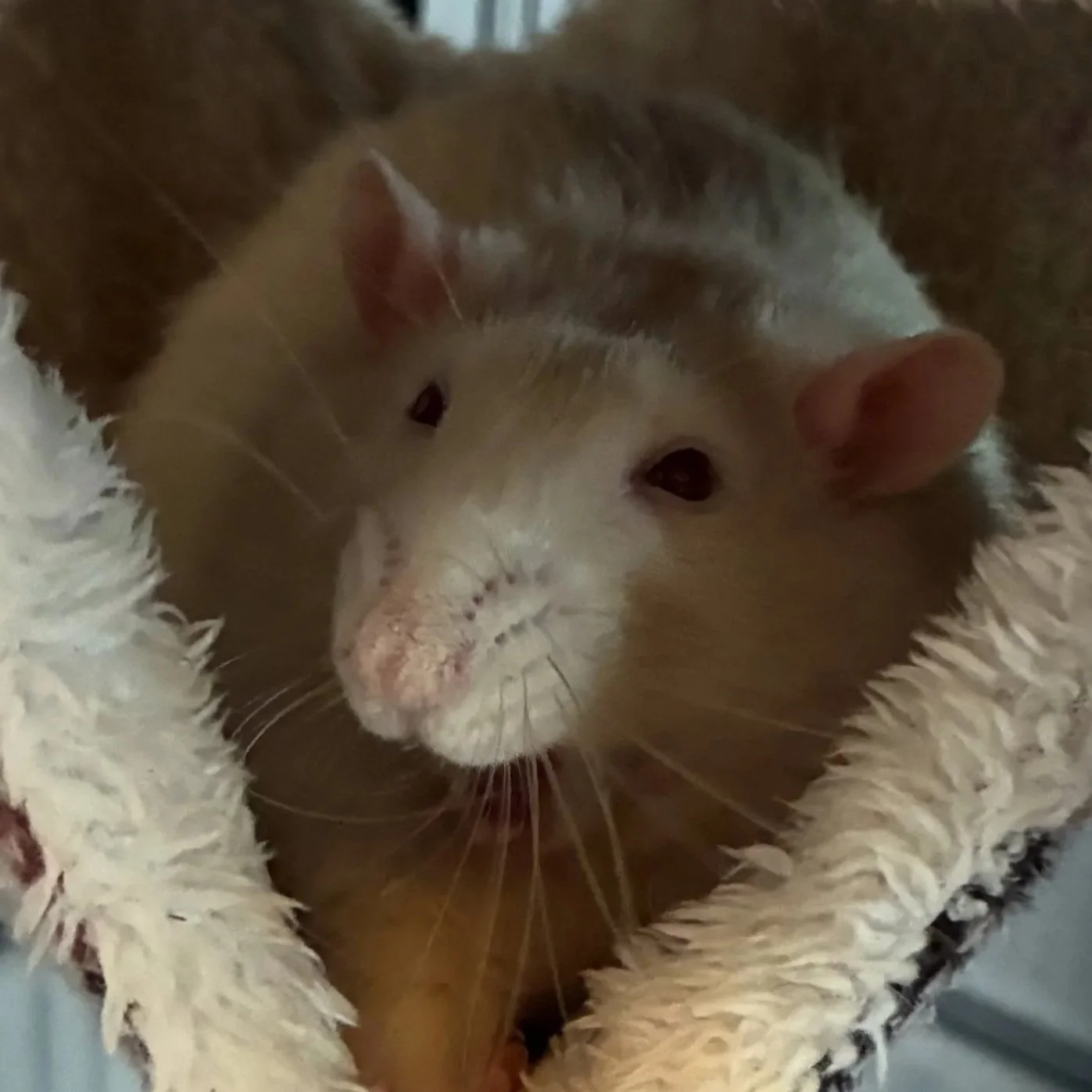 Close-up portrait of Ozzy, a white and grey hooded pet rat with red eyes,