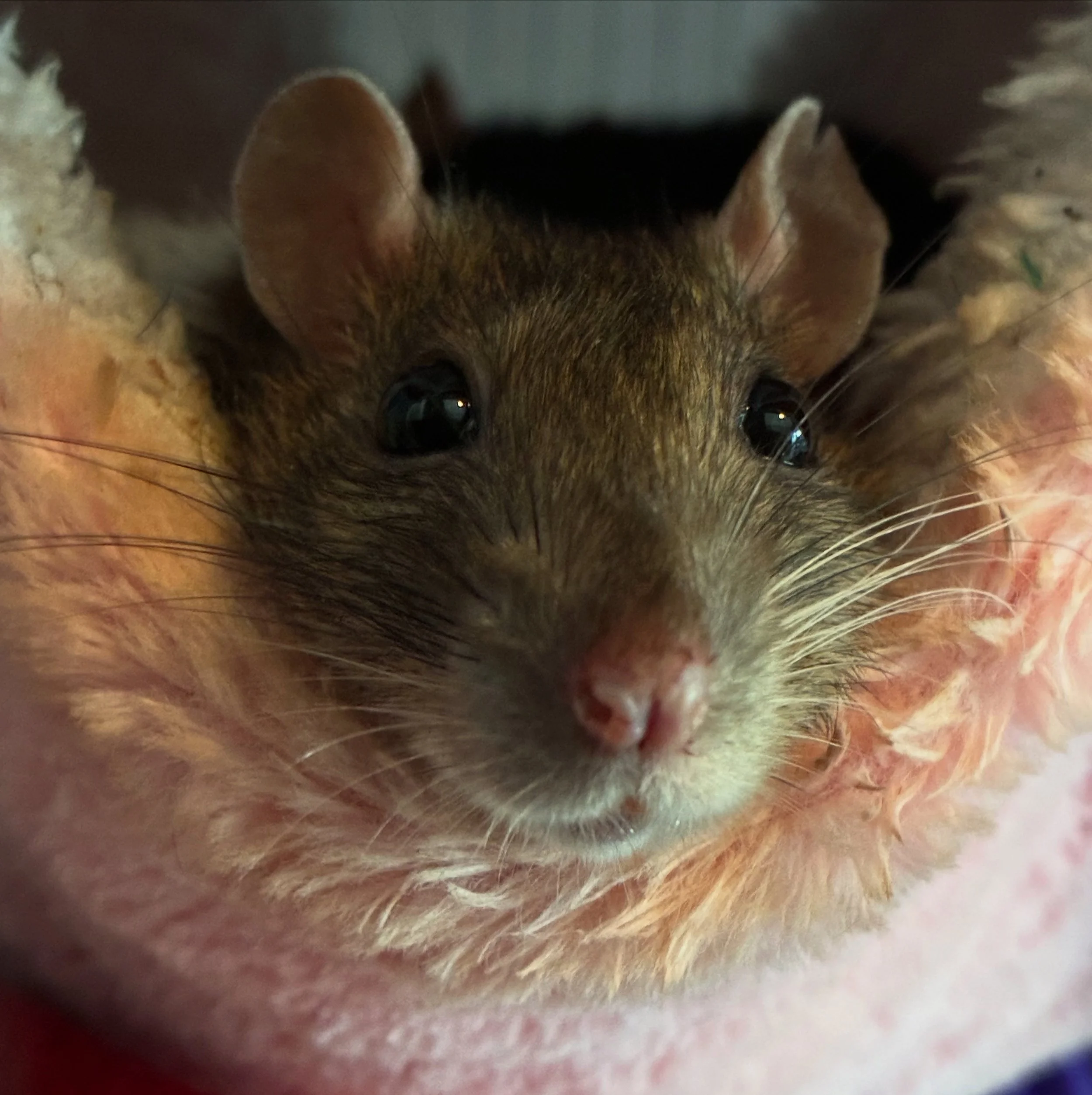 Close-up of a pet rat's face, showing whiskers, fur, ears, and eyes.