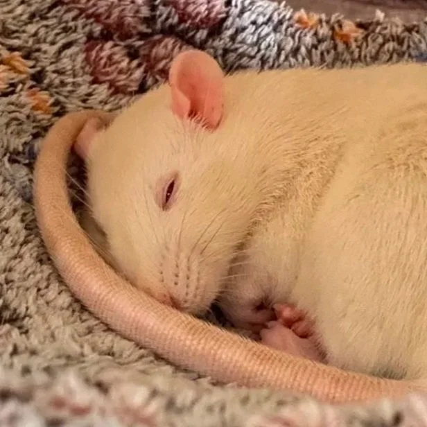 Close-up portrait of Gem, a white pet rat with red eyes,