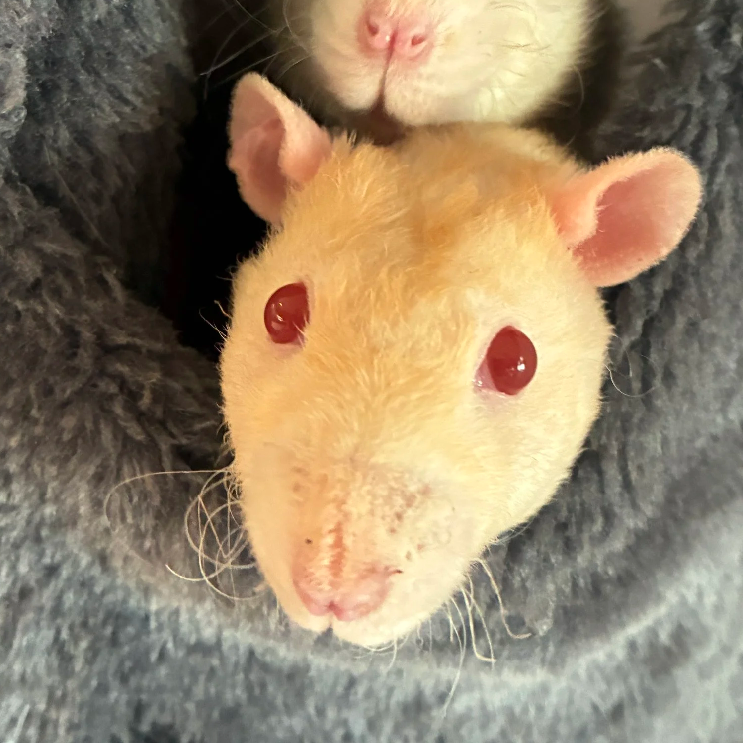 Close-up portrait of Nicky, a white and sandy rex pet rat with red eyes,