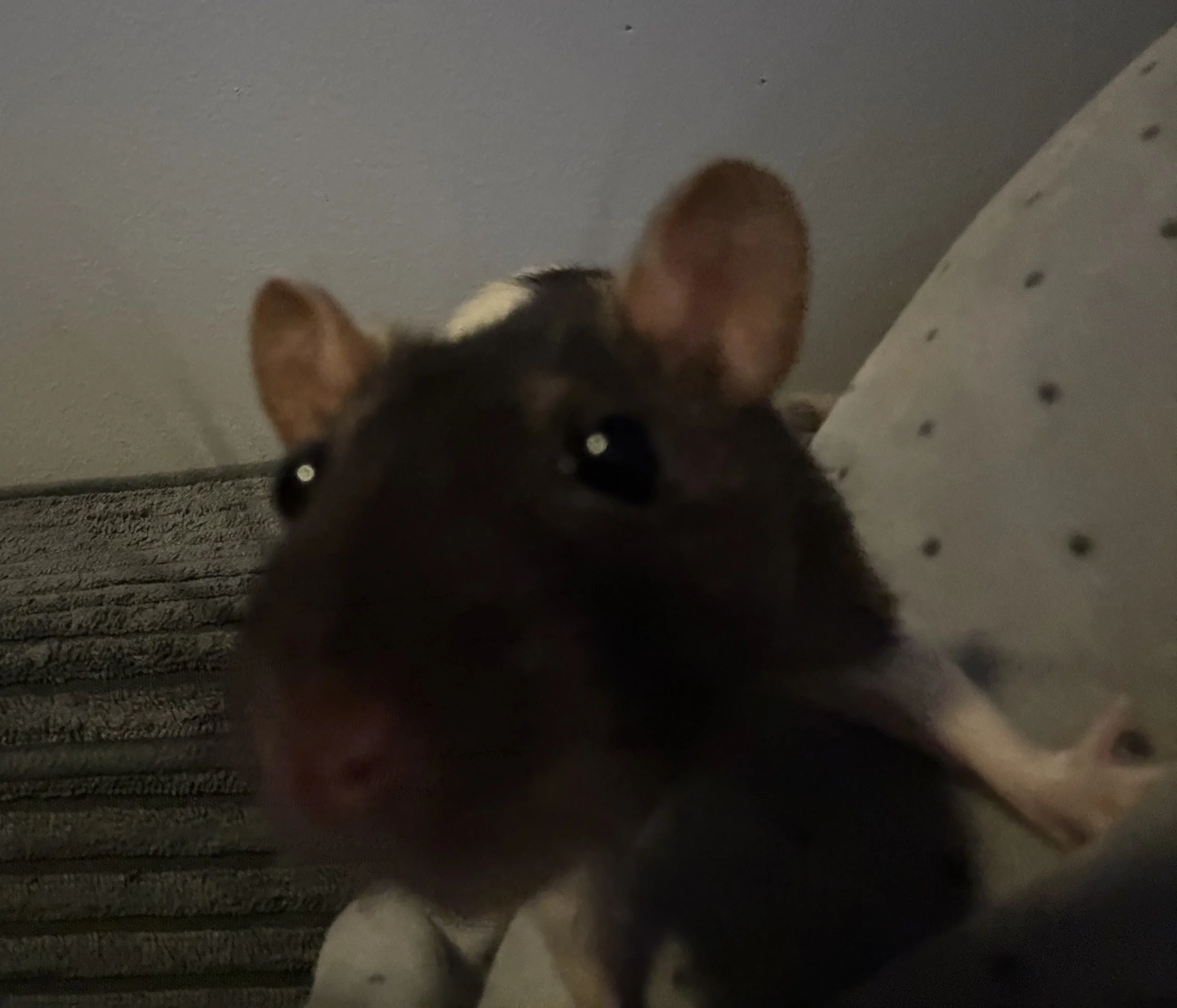 Close-up portrait of Oreo, a white and black hooded pet rat with black eyes,
