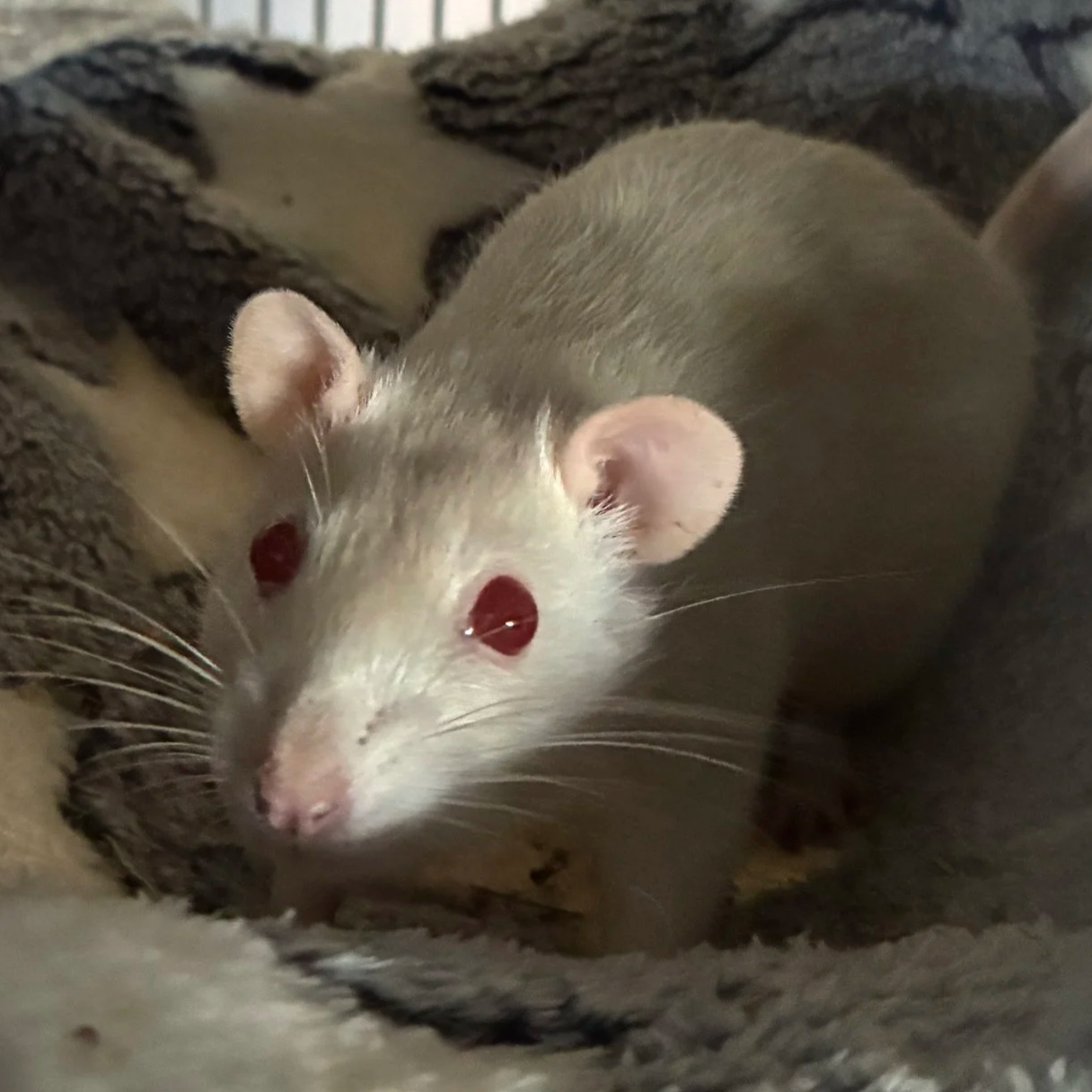 Close-up portrait of Biscuit, a sandy pet rat with red eyes,