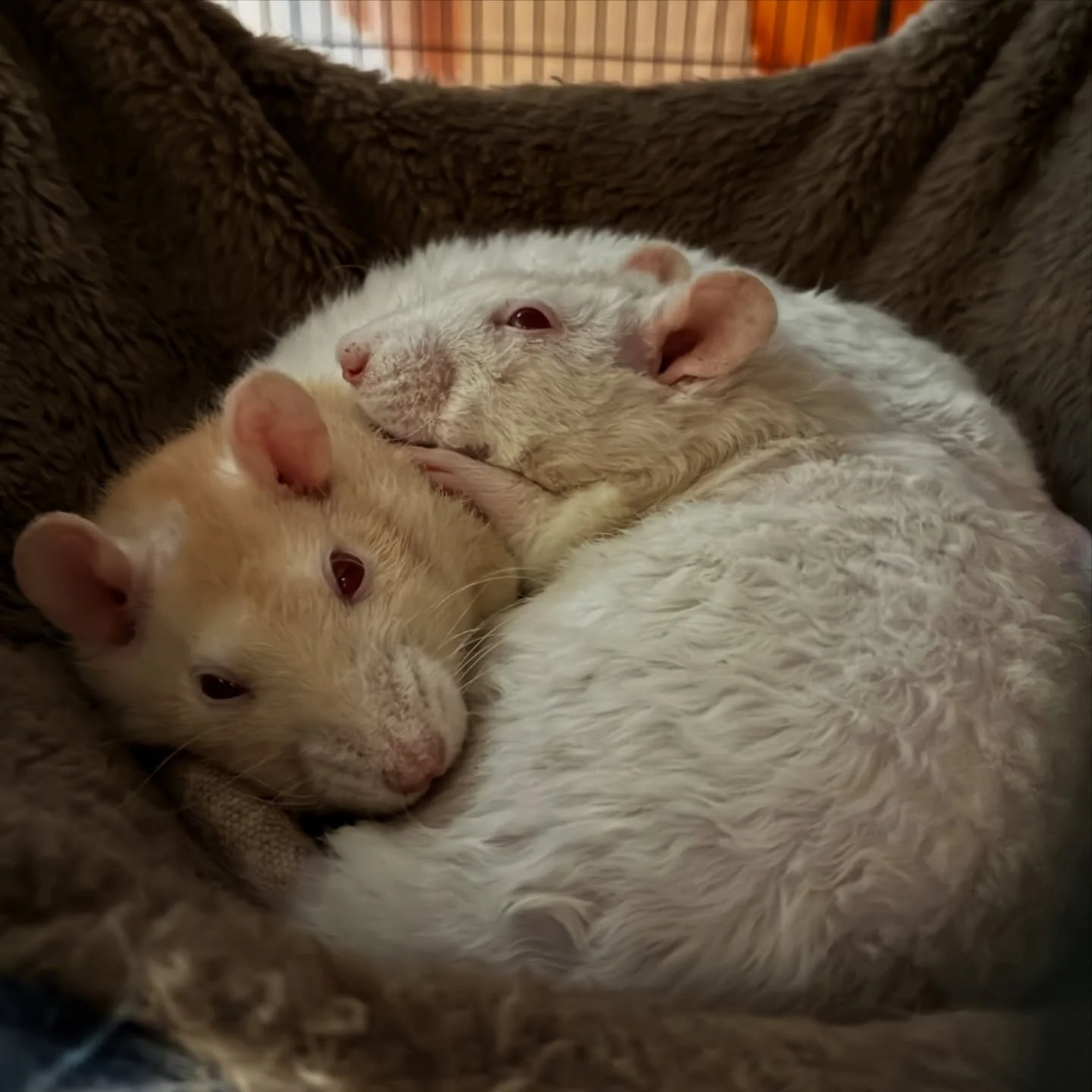 Two rats cuddling each other