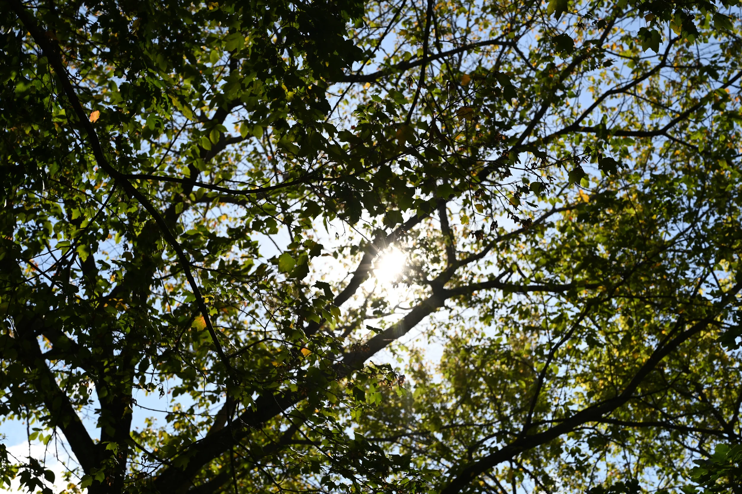 DSC_0297.webp