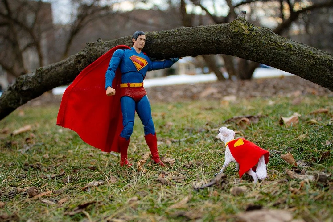 Knight and Day by Willie Wilson

#toyart #toyphotography #photography #batman #superman #dccomics #dcuniverse #photographer #figurephotography #figure