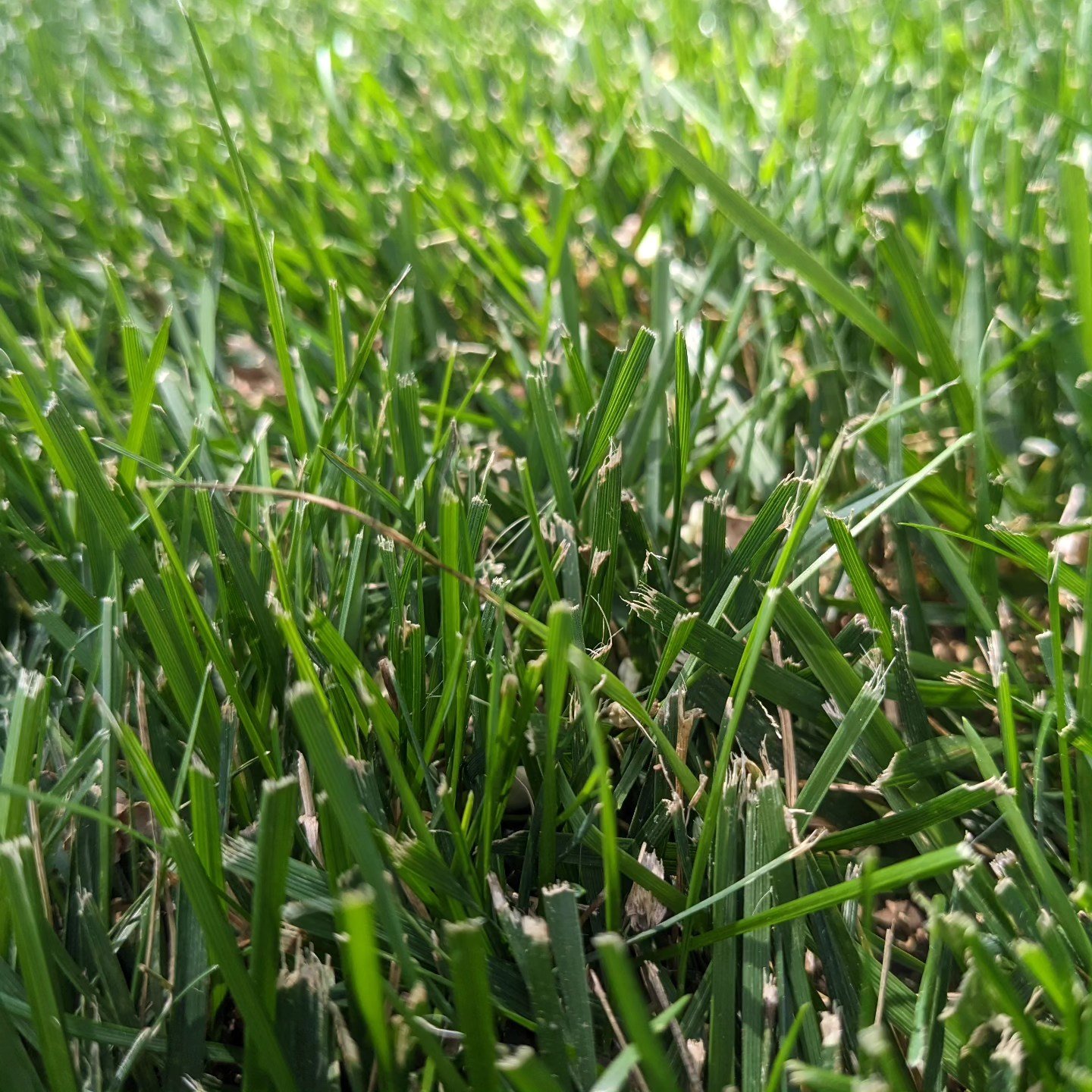 #photooftheday #picoftheday #photography #nature #grass #sunny