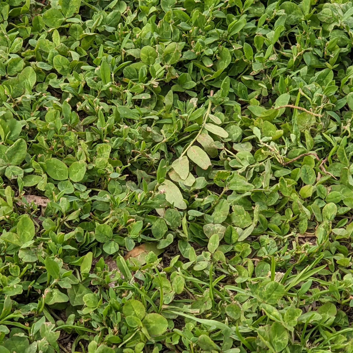 #photooftheday #picoftheday #photography  #green #nature