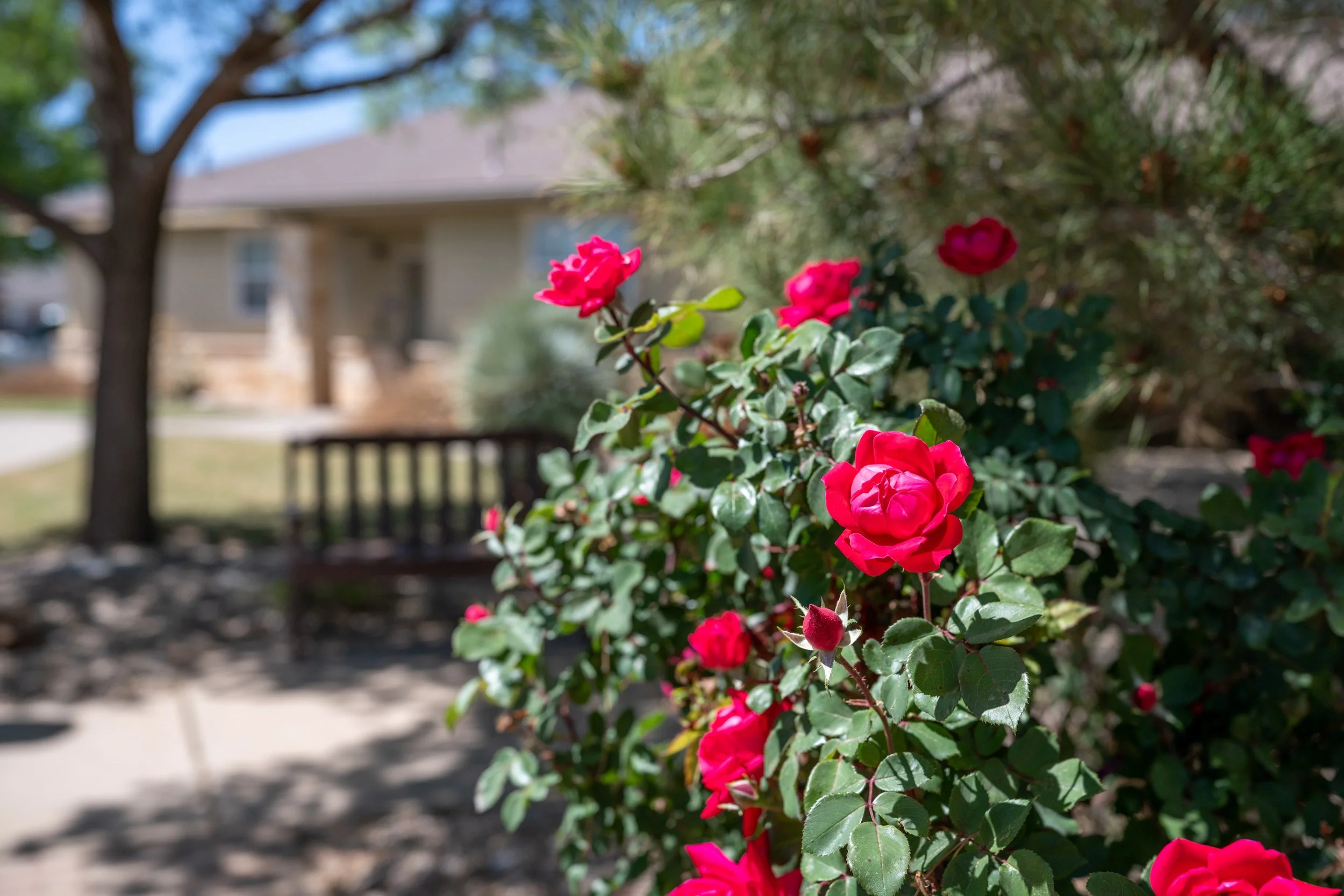Red roses blooming in a garden with a nursing home and trees in the background.