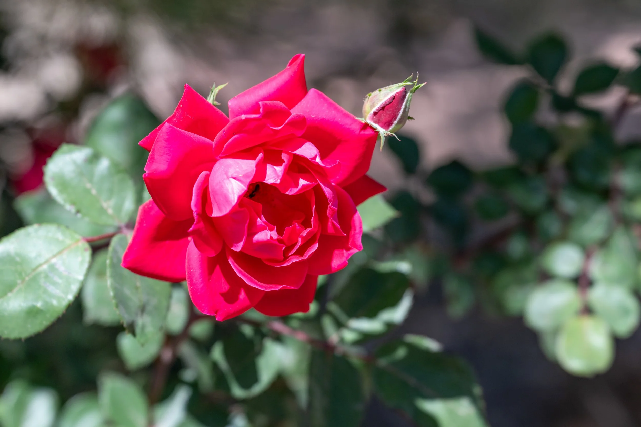Close-up of a vibrant pink rose flower with a rosebud nearby, surrounded by green leaves.