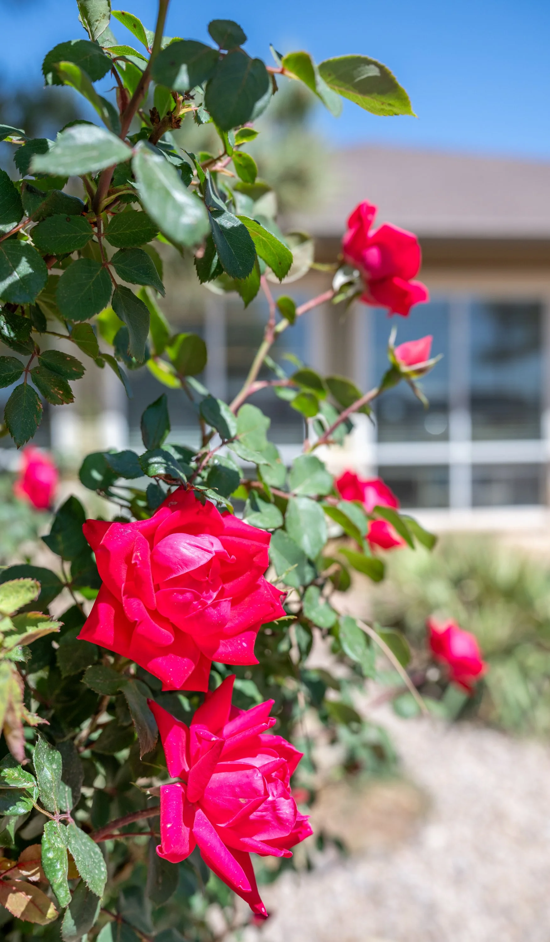 Pink roses on a bush with green leaves in front of a house with windows, under a blue sky.