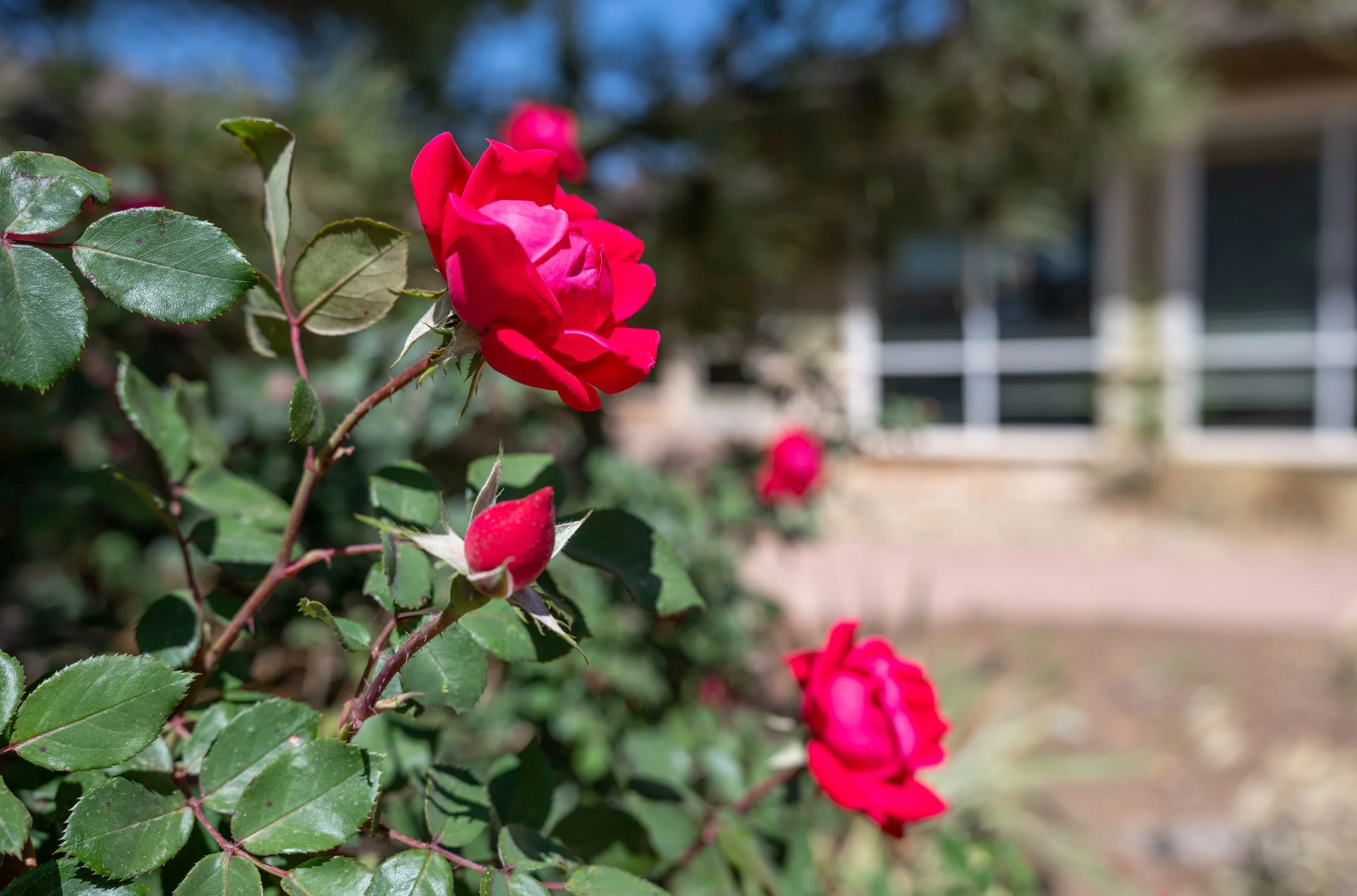 Close-up of pink roses on a bush with a blurred background of a building and outdoor setting.