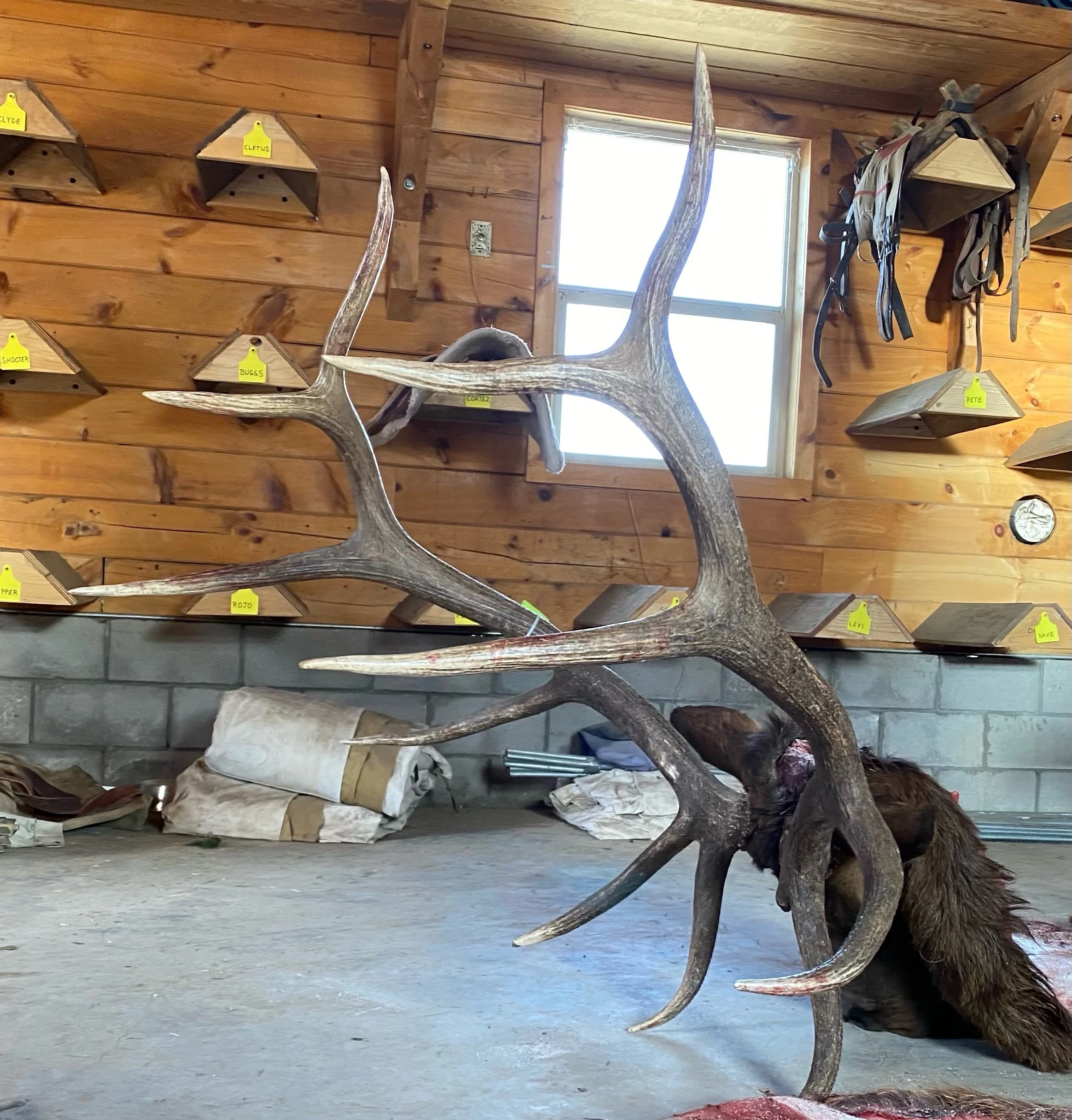 A deer skull with antlers resting on a wooden surface inside a room with wooden walls and shelves, some with labels, and a window in the background.