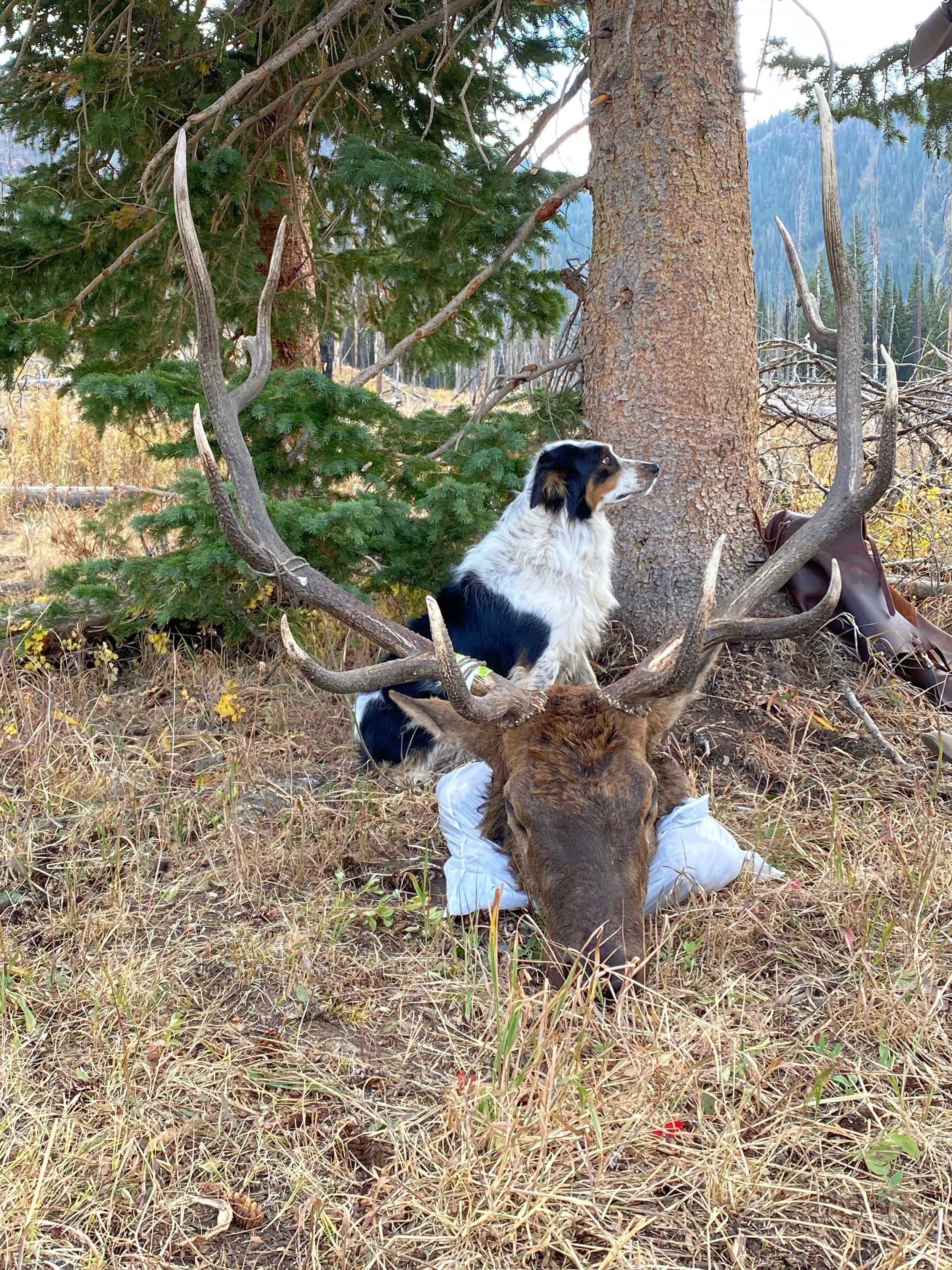 A dog with black, white, and brown fur sitting on the ground next to a large elk with antlers. The scene is outdoors in a forested area with trees and mountains in the background, and a backpack resting against a tree.