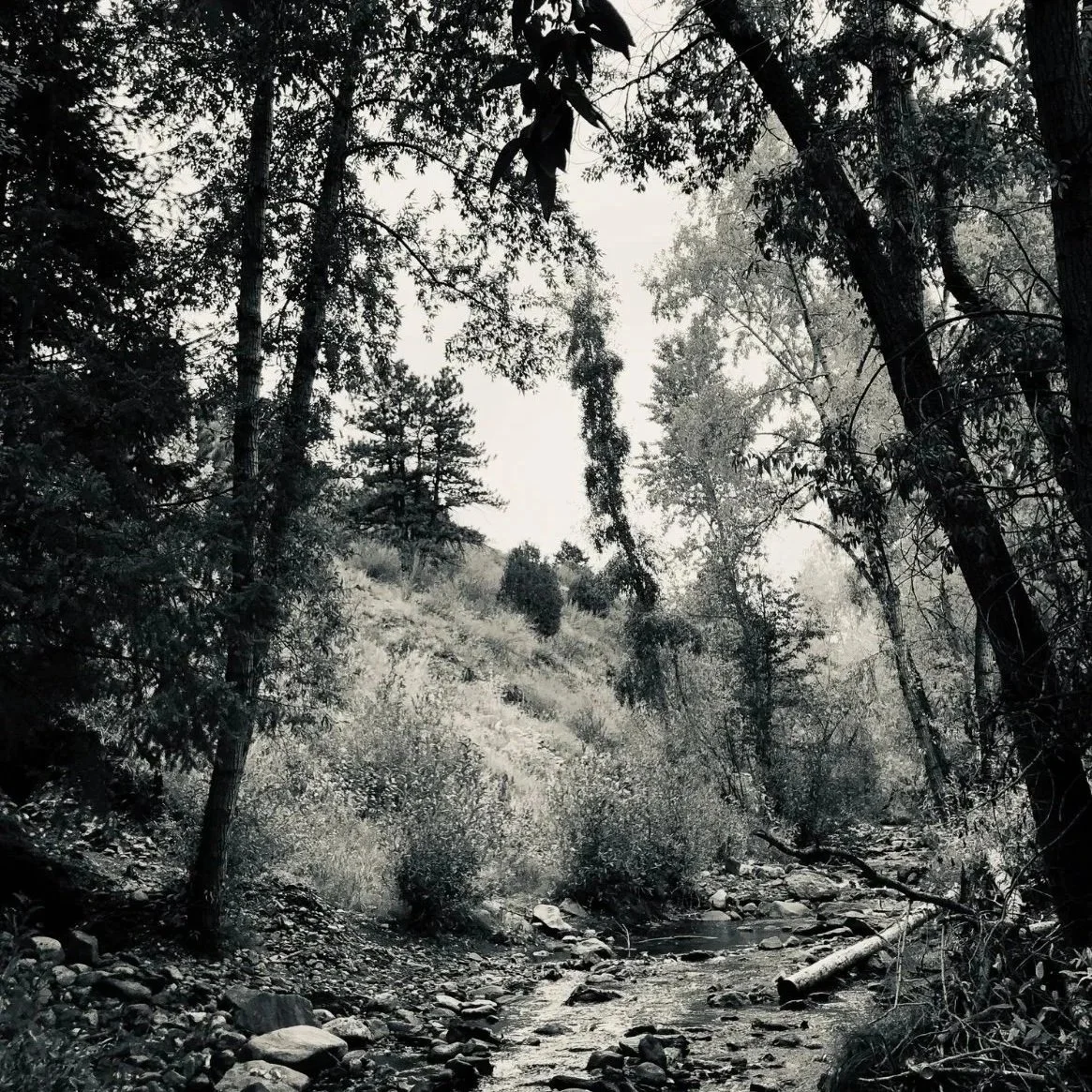 A black and white photo of a forest with tall trees, bushes, and a small creek running through rocky terrain, on location of crime scene