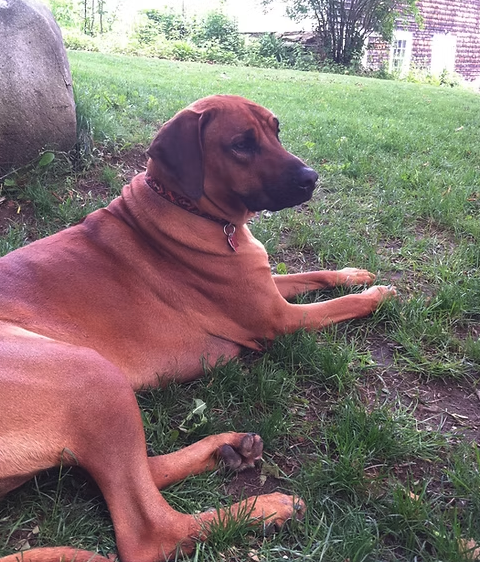 Dog Wellness Butters