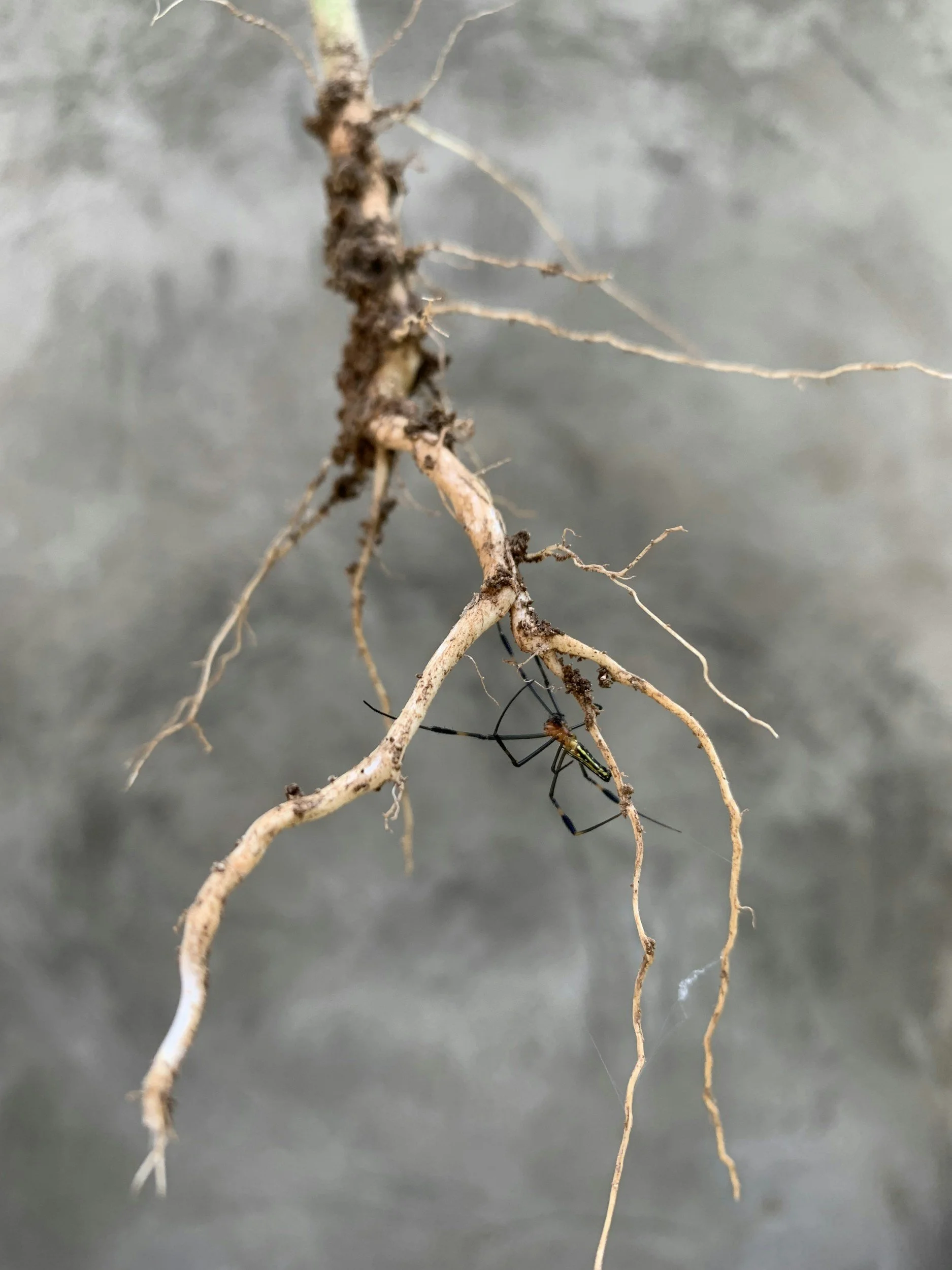 Close-up of a small, tangled root or wire with tiny dirt and debris attached, against a gray, out-of-focus background.