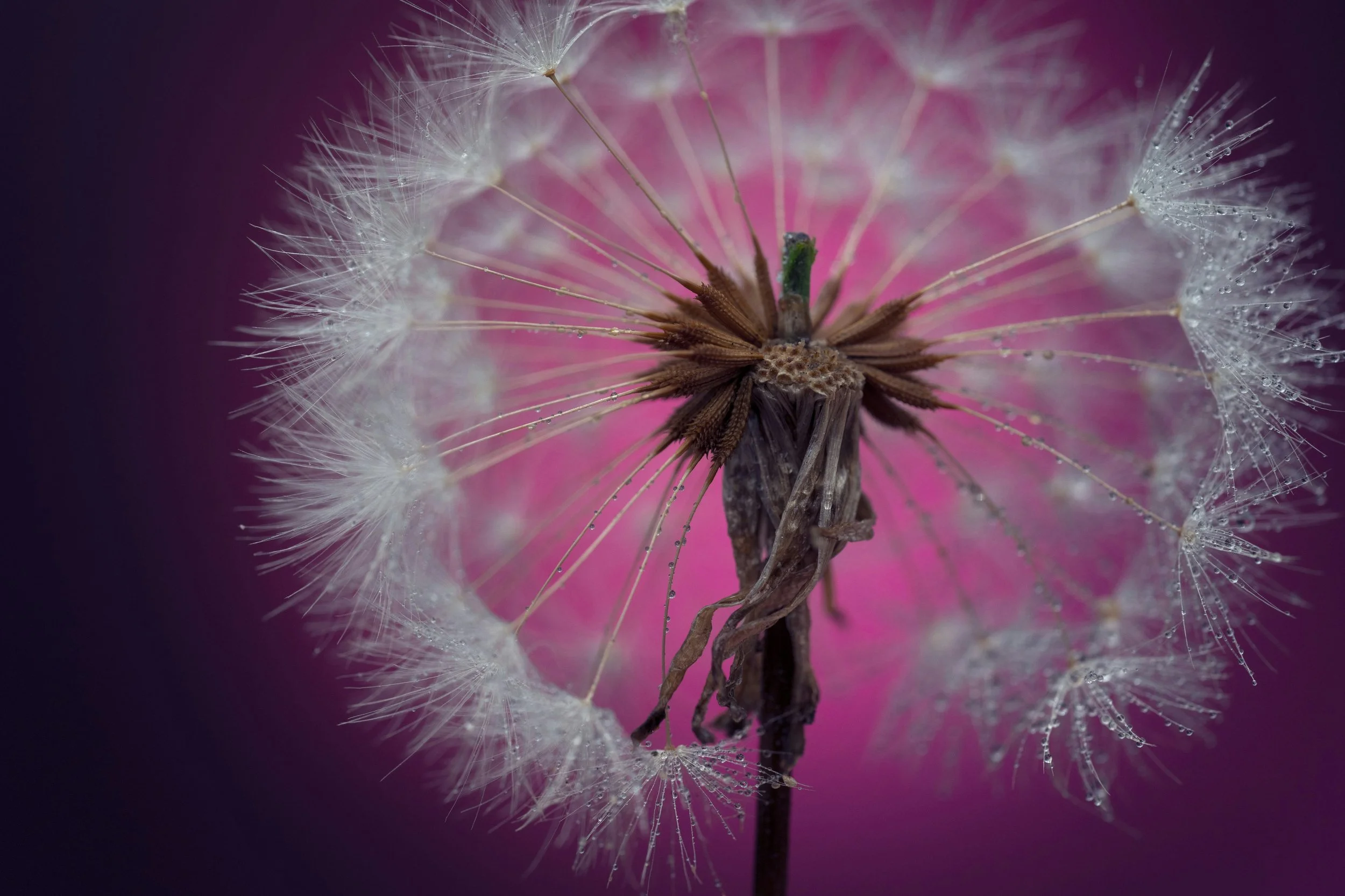 Dandelion Rose Face Cream