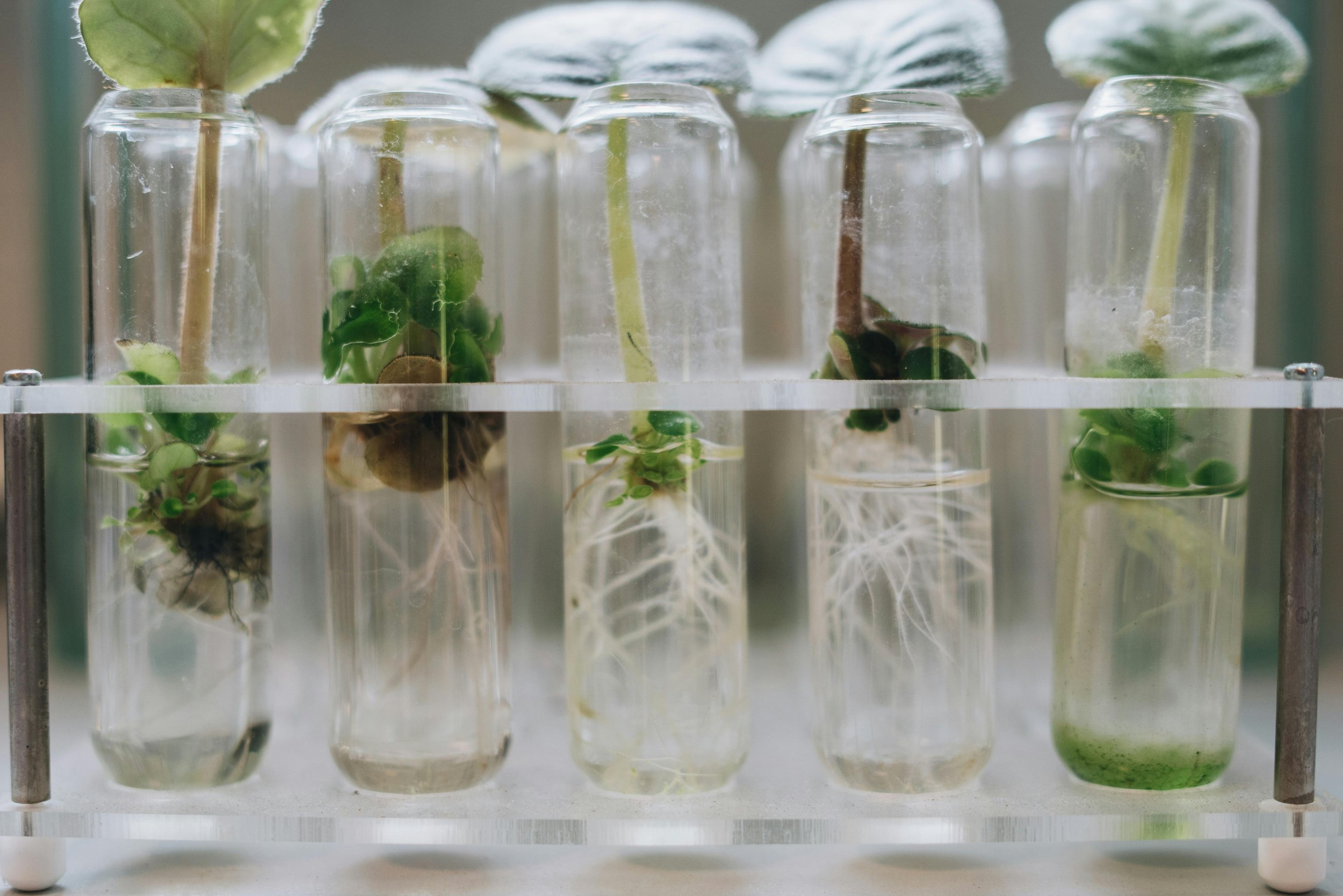 Test tubes with young plant seedlings and roots submerged in liquid, growing under controlled conditions.