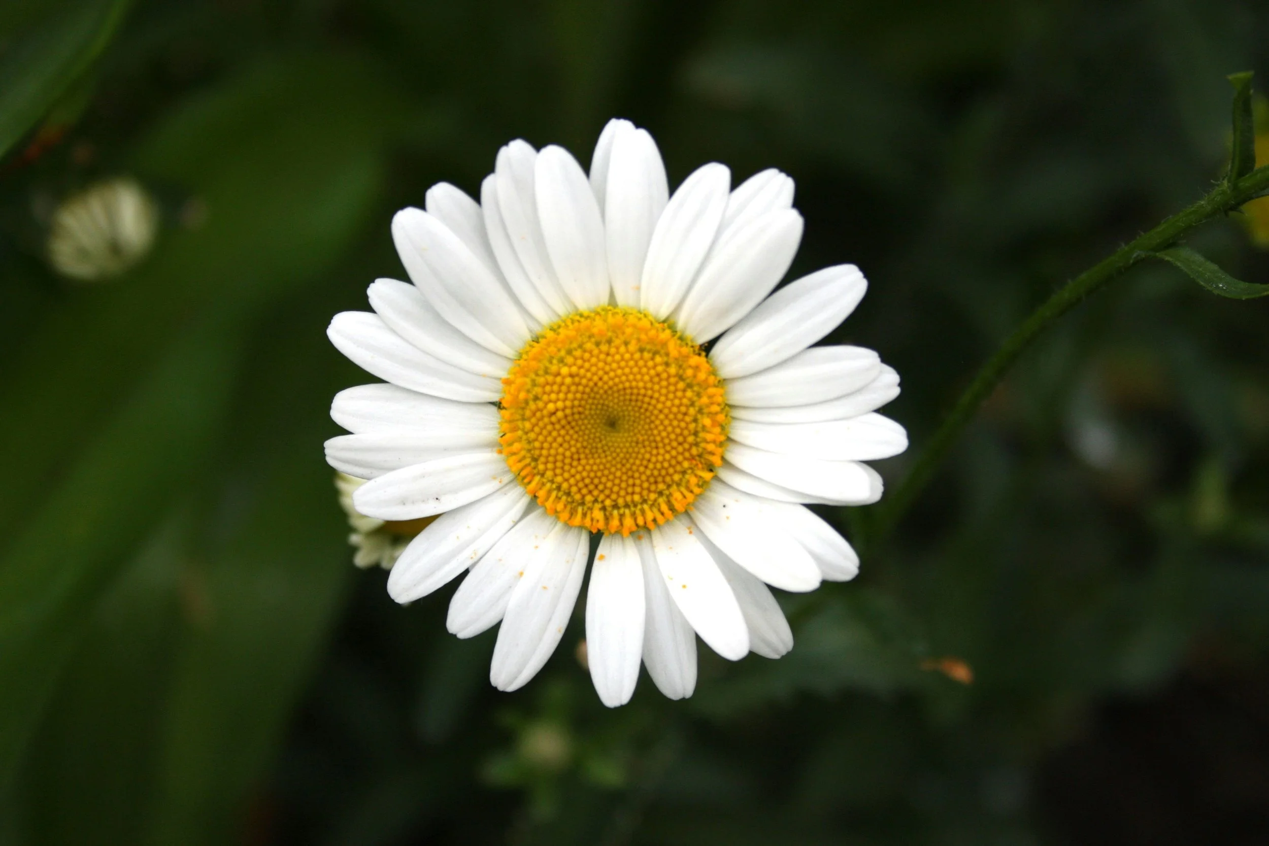 15 Essential Herbs for Your Herbal Apothecary