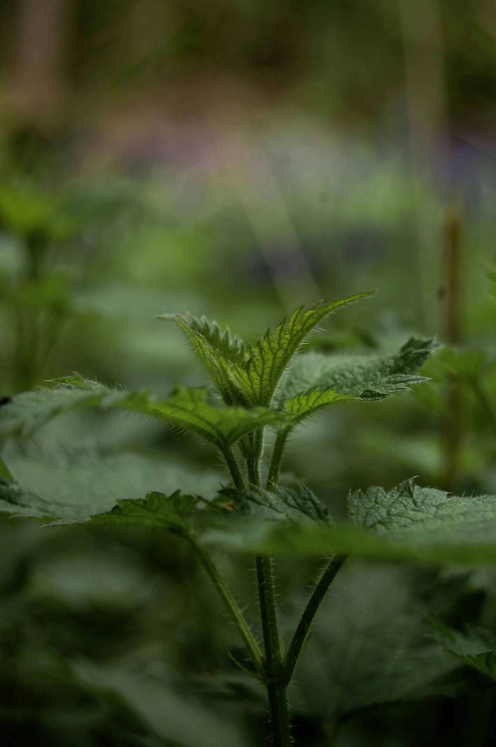nettles_ebook.jpg