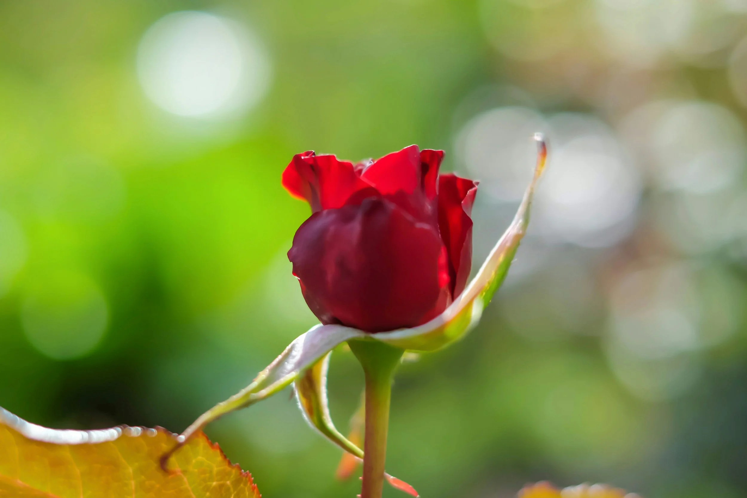 Rose Eye Serum