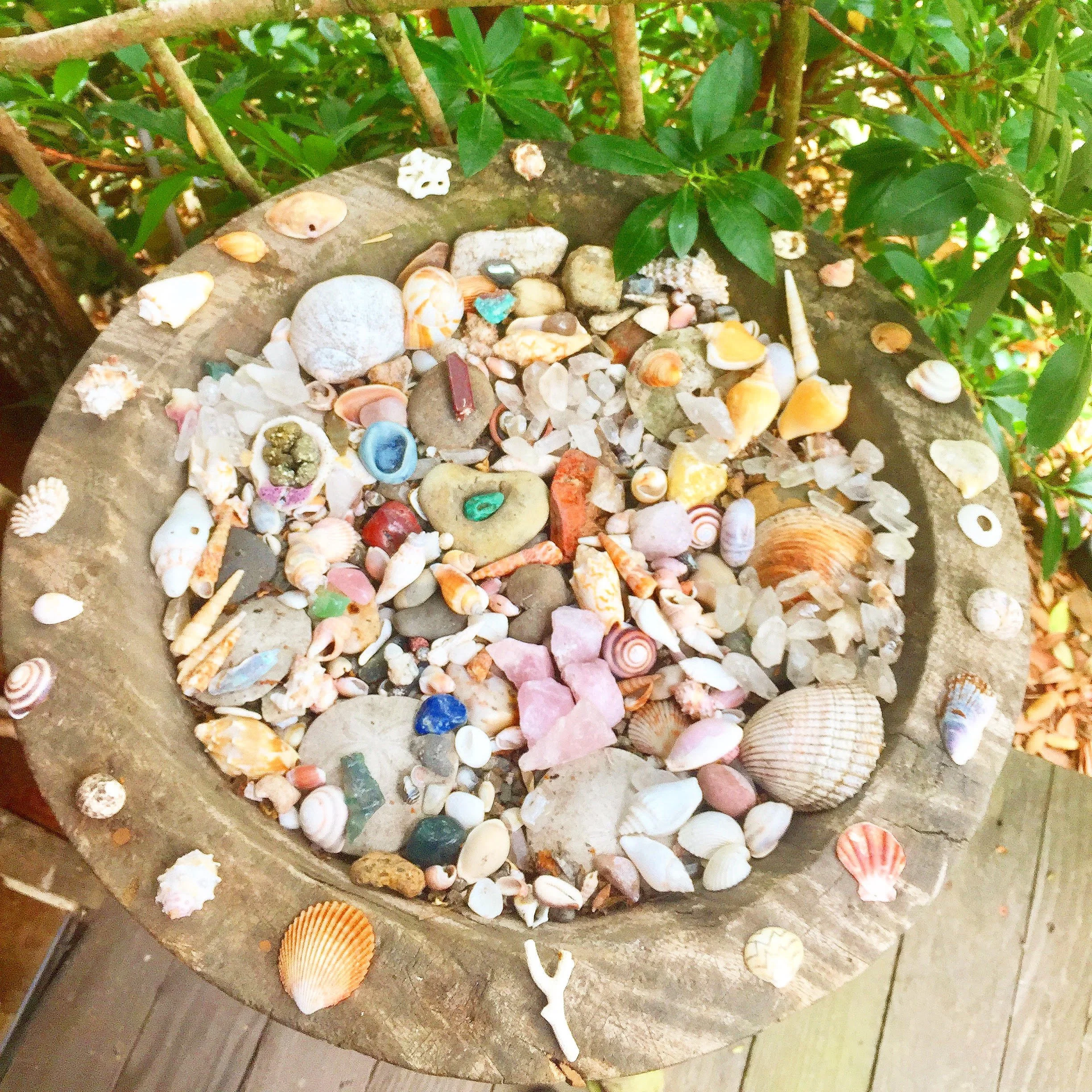 A variety of seashells and small rocks displayed on a weathered wooden surface outdoors, with green foliage in the background.