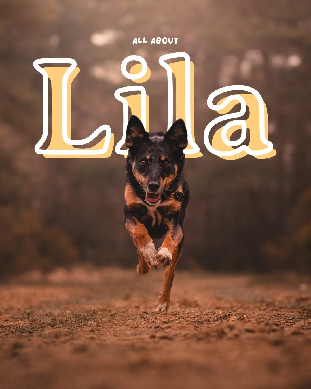 all about Lila 🌻

Honestly at this point, everybody that knows me knows Lila: the dog that turned my world upside down.  This is a VERY condensed down version of her story but I&rsquo;m sure I&rsquo;ll be sharing more about her in other posts.

I ca