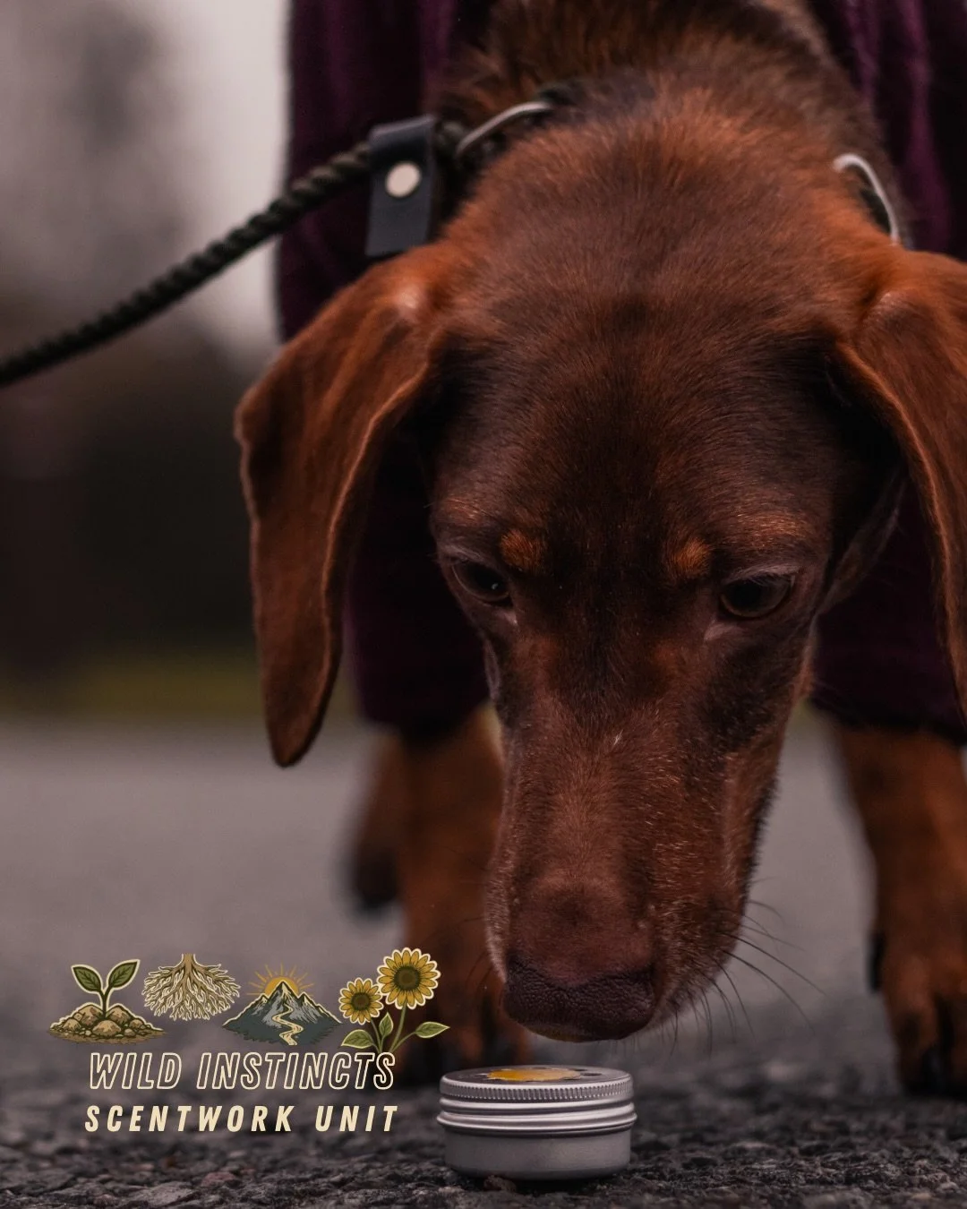 The Wild Instincts Scentwork Unit: Our values and a brief introduction to each level.

You wanted more insight into what we&rsquo;ve been creating, so here it is!

Our four levels: Earth, Roots, Rise and Bloom have all been carefully created and plan