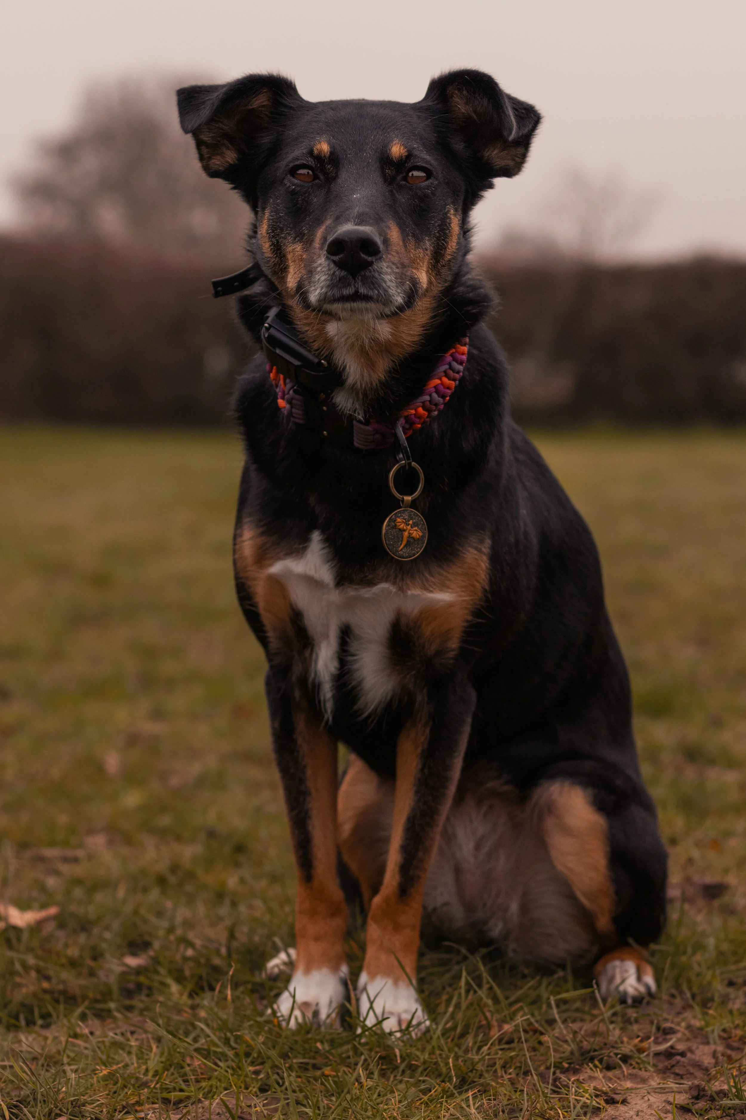 A black and tan mixed breed dog sitting on grass outdoors with a blurred background, looking attentively at the camera.