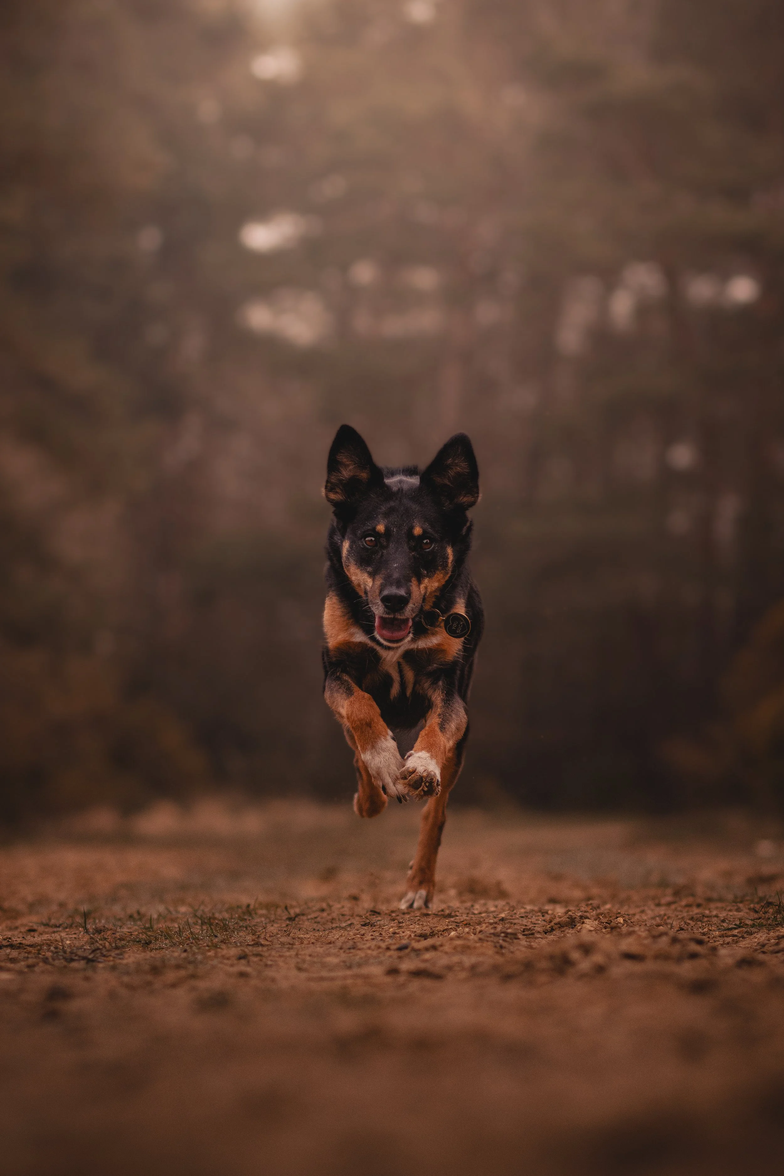 A dog running outdoors on a dirt path with forested background, captured mid-stride with a focused and joyful expression.