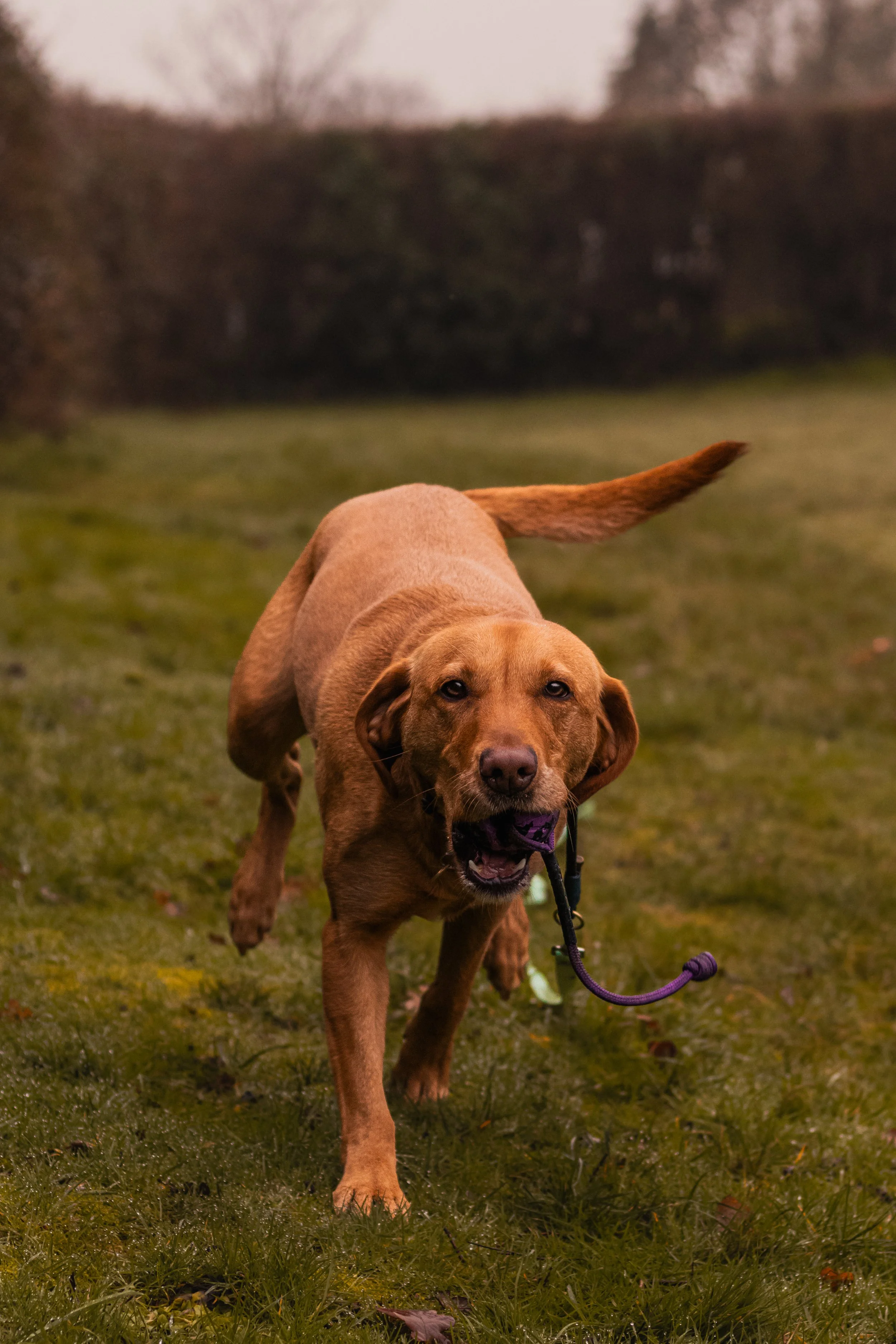A brown dog running on a grassy field, holding a purple toy in its mouth.