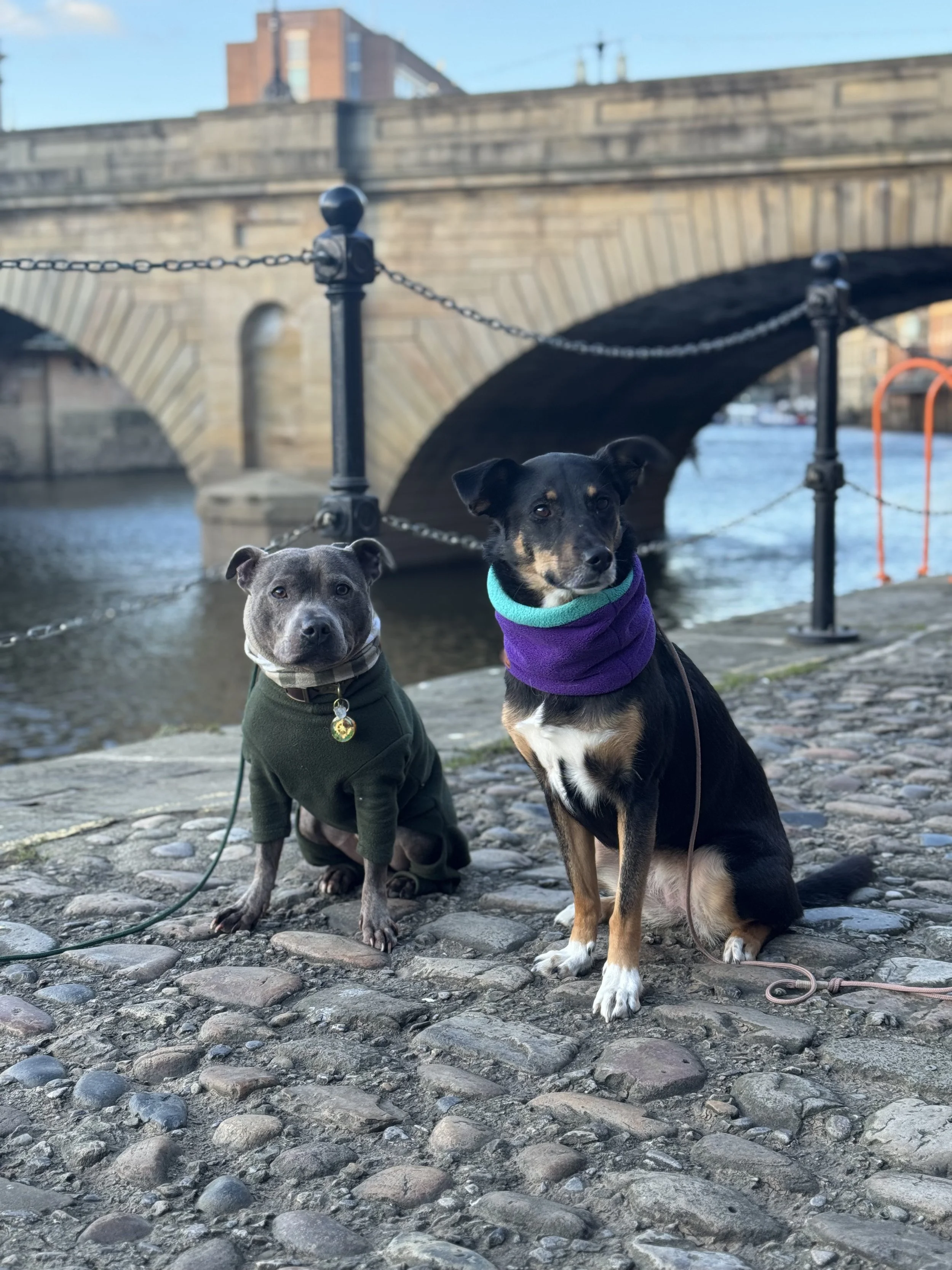 Two dogs sitting on cobblestone pavement near a river with an arched stone bridge and city buildings in the background.
