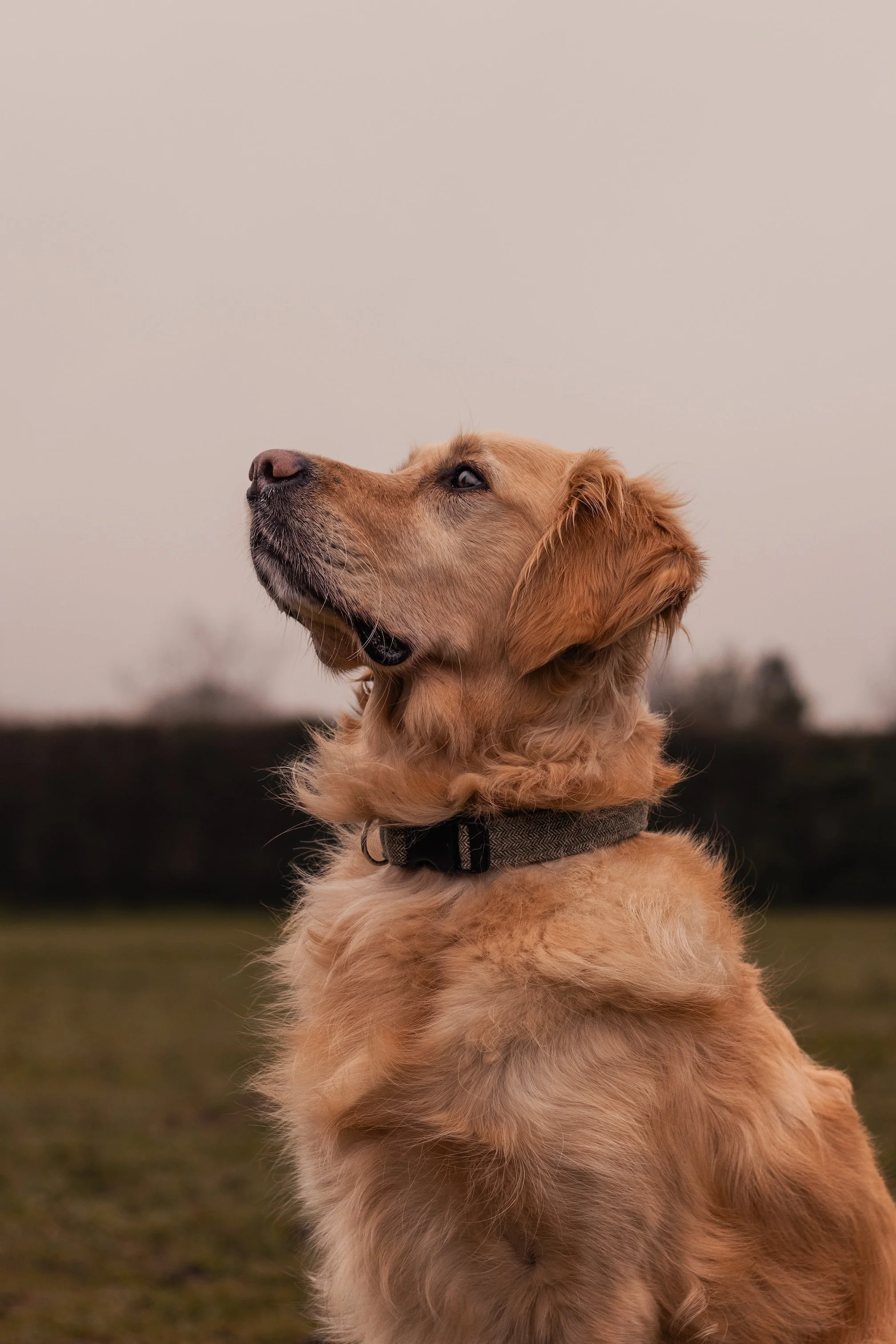 A golden retriever dog sitting outdoors, looking up with a calm expression, a gray collar on its neck, on a grassy field with a blurred dark hedge and pale sky in the background.