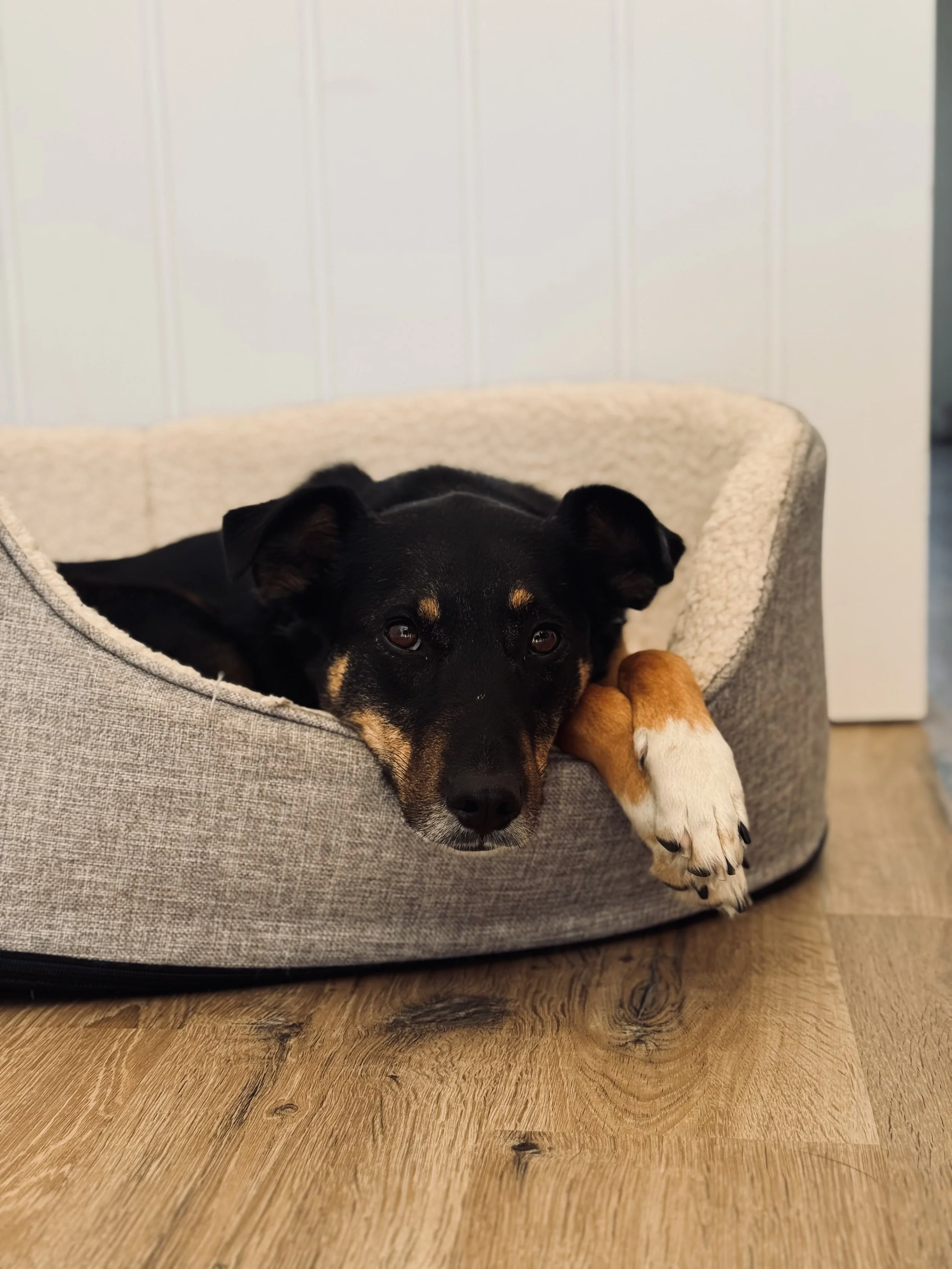 A black and tan dog resting in a gray dog bed on a wooden floor, with one paw hanging over the edge.