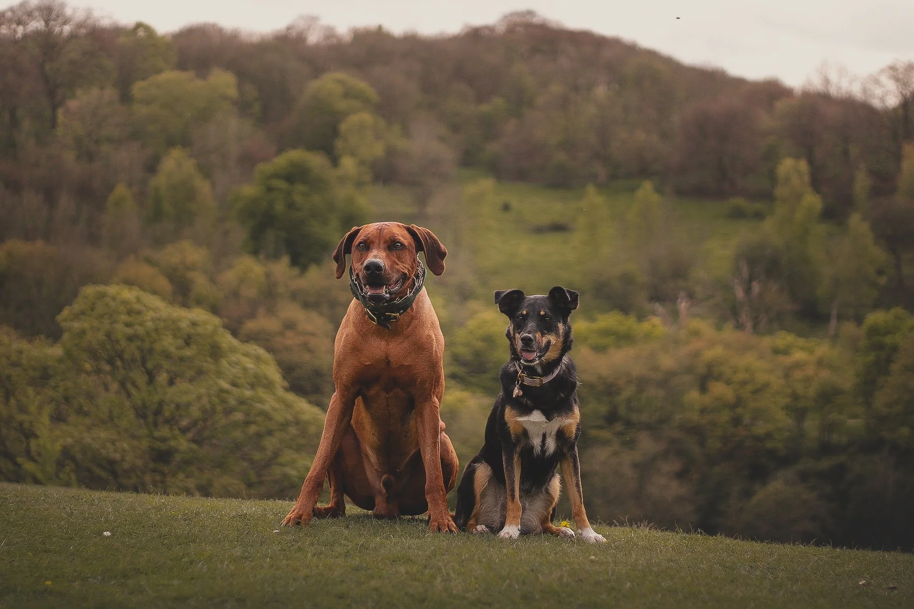 Two dogs sitting on grass in a park with trees and rolling hills in the background.