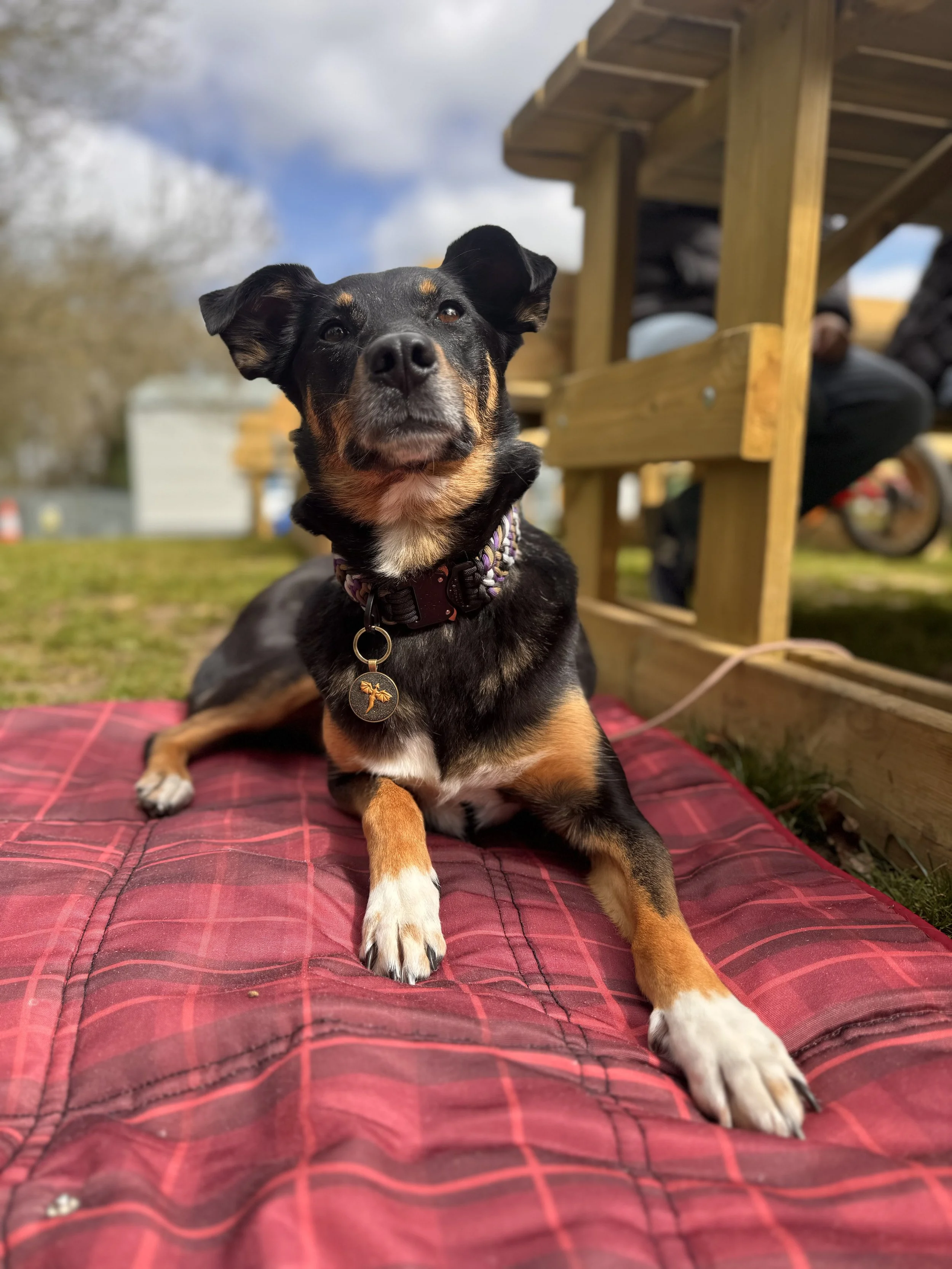 A black and tan dog lying on a red cushion outside with a wooden structure and a person in the background.
