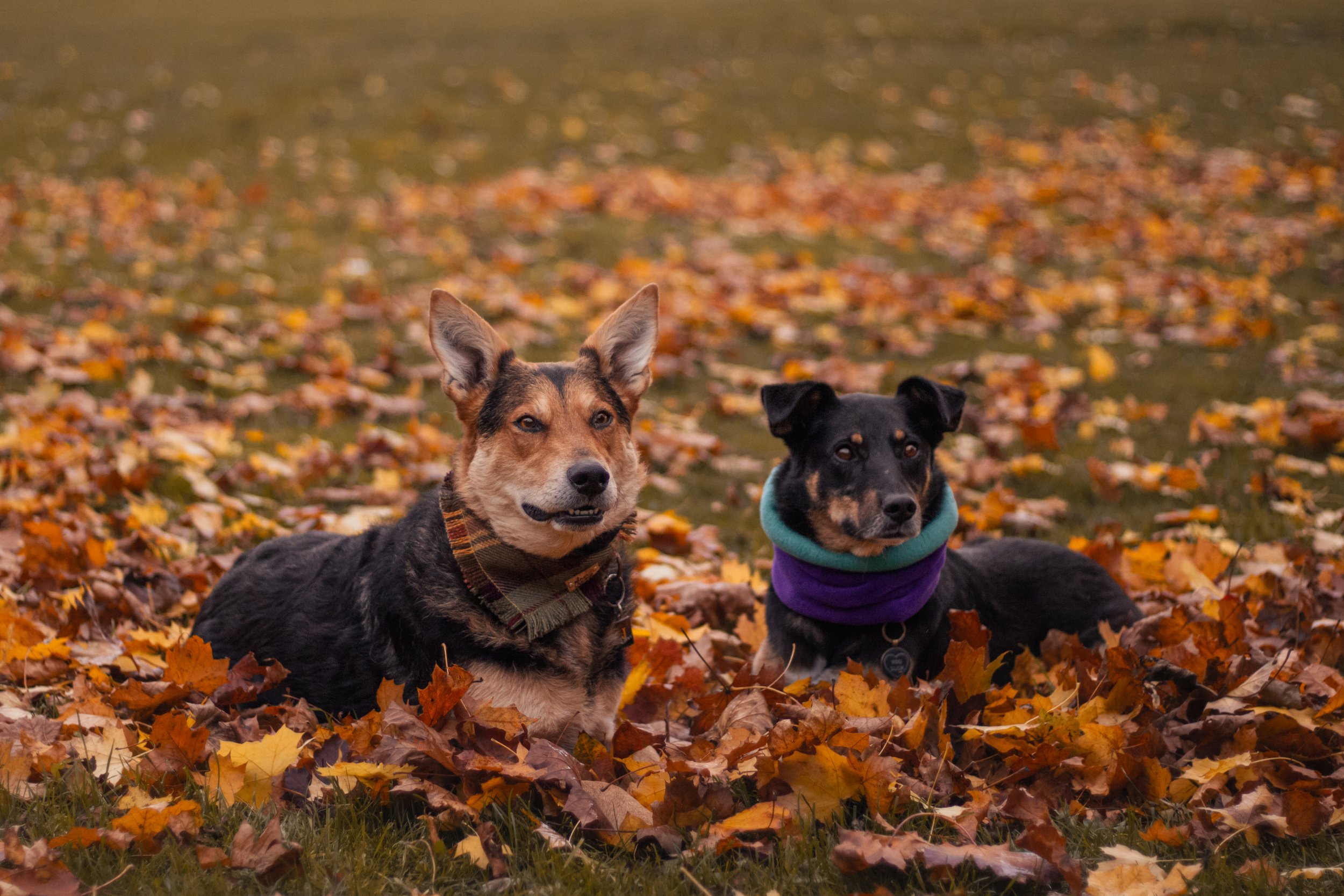 Two dogs sitting in a yard covered with fallen autumn leaves, one with a brown and black coat wearing a plaid collar, and the other with a black and tan coat wearing a purple and teal neck warmer.