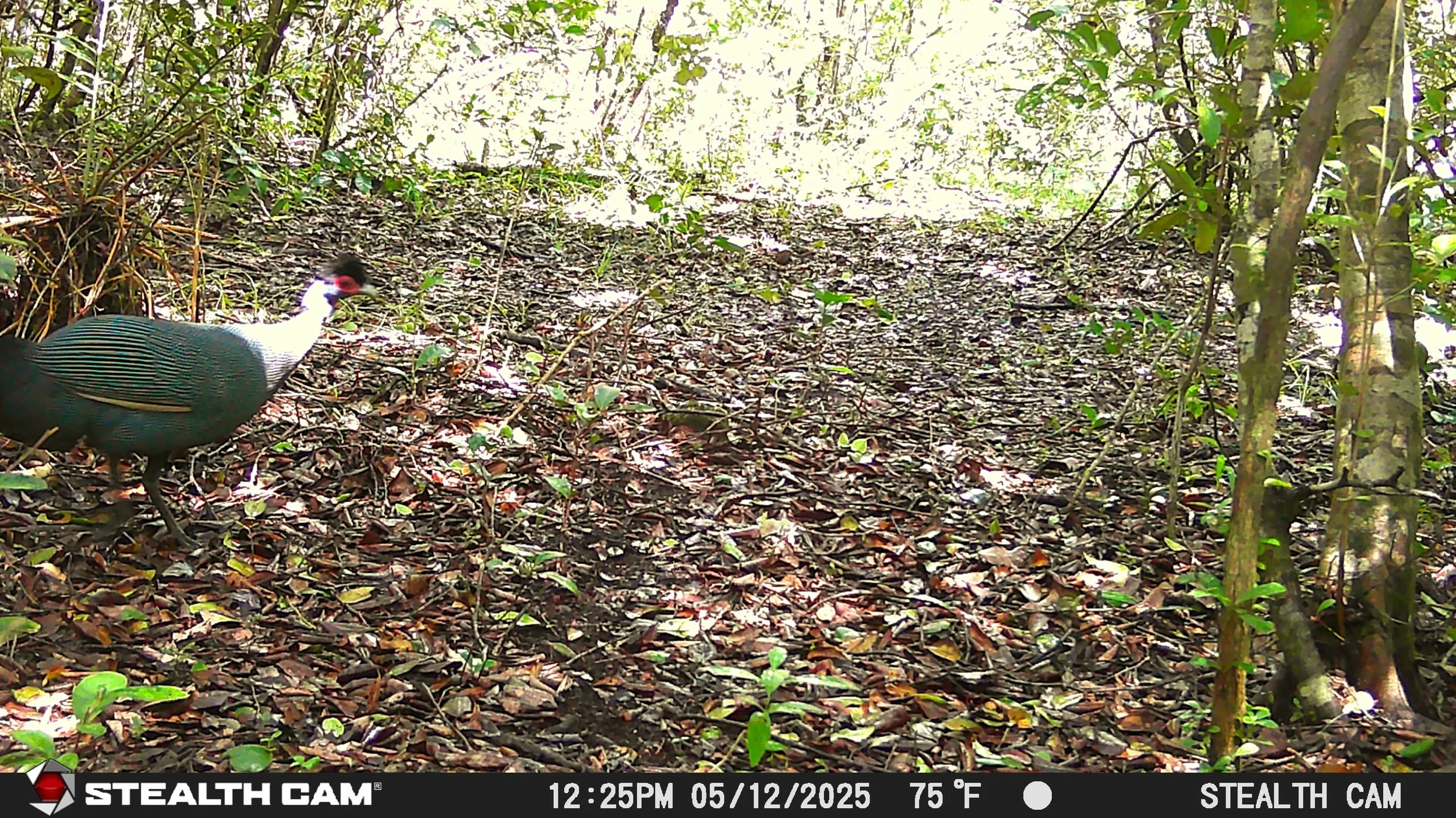A black-crowned night heron walking on leaf-covered ground in a wooded area with sunlight filtering through the trees.