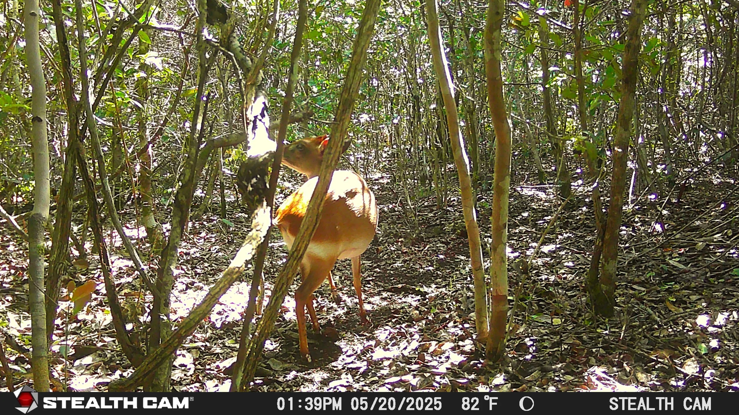 A bird standing among dense bushes in a forested area, captured by a trail camera, with sunlight filtering through the leaves.