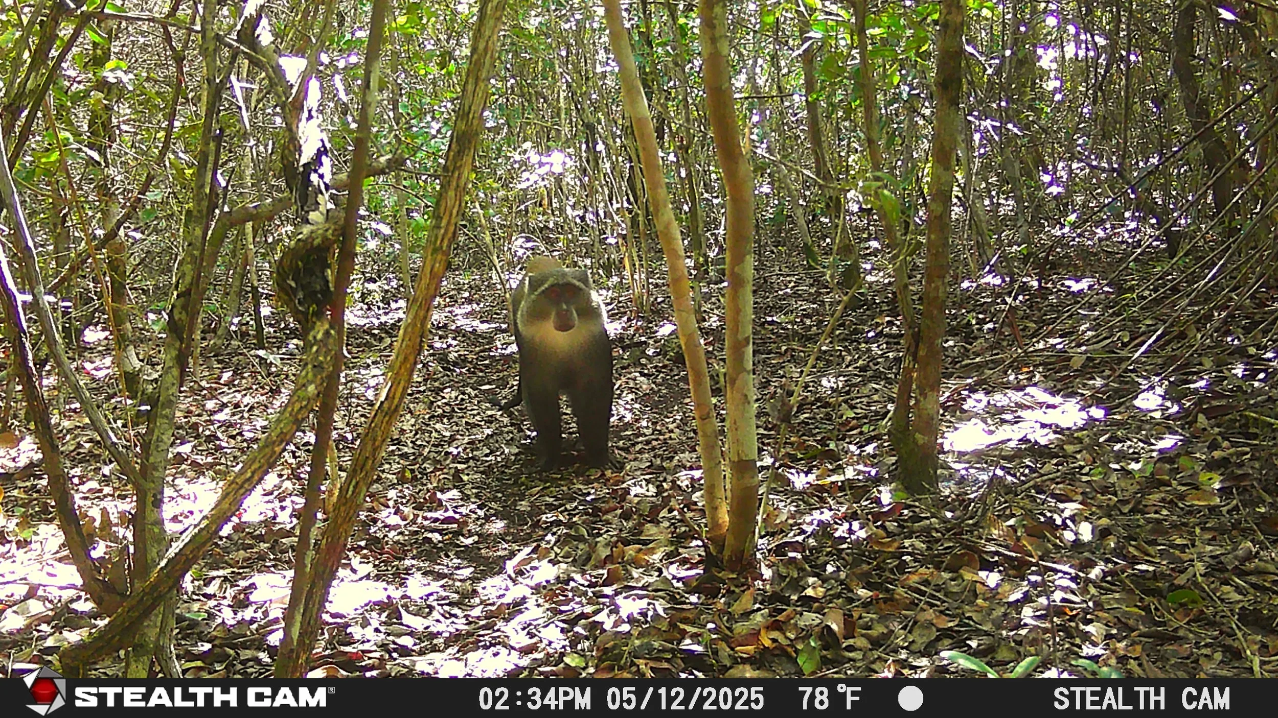 A small monkey sitting on a forest floor surrounded by dense foliage and thin trees, with sunlight filtering through the canopy.