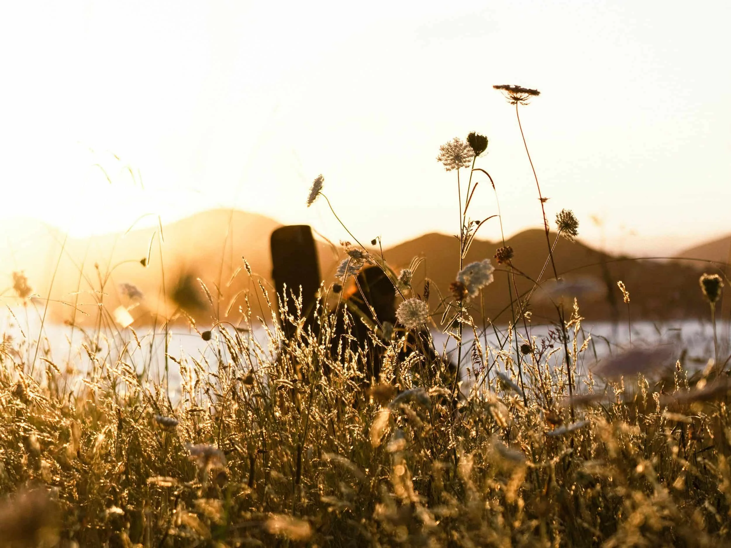 Wildflowers in a field during sunset with mountains in the background.