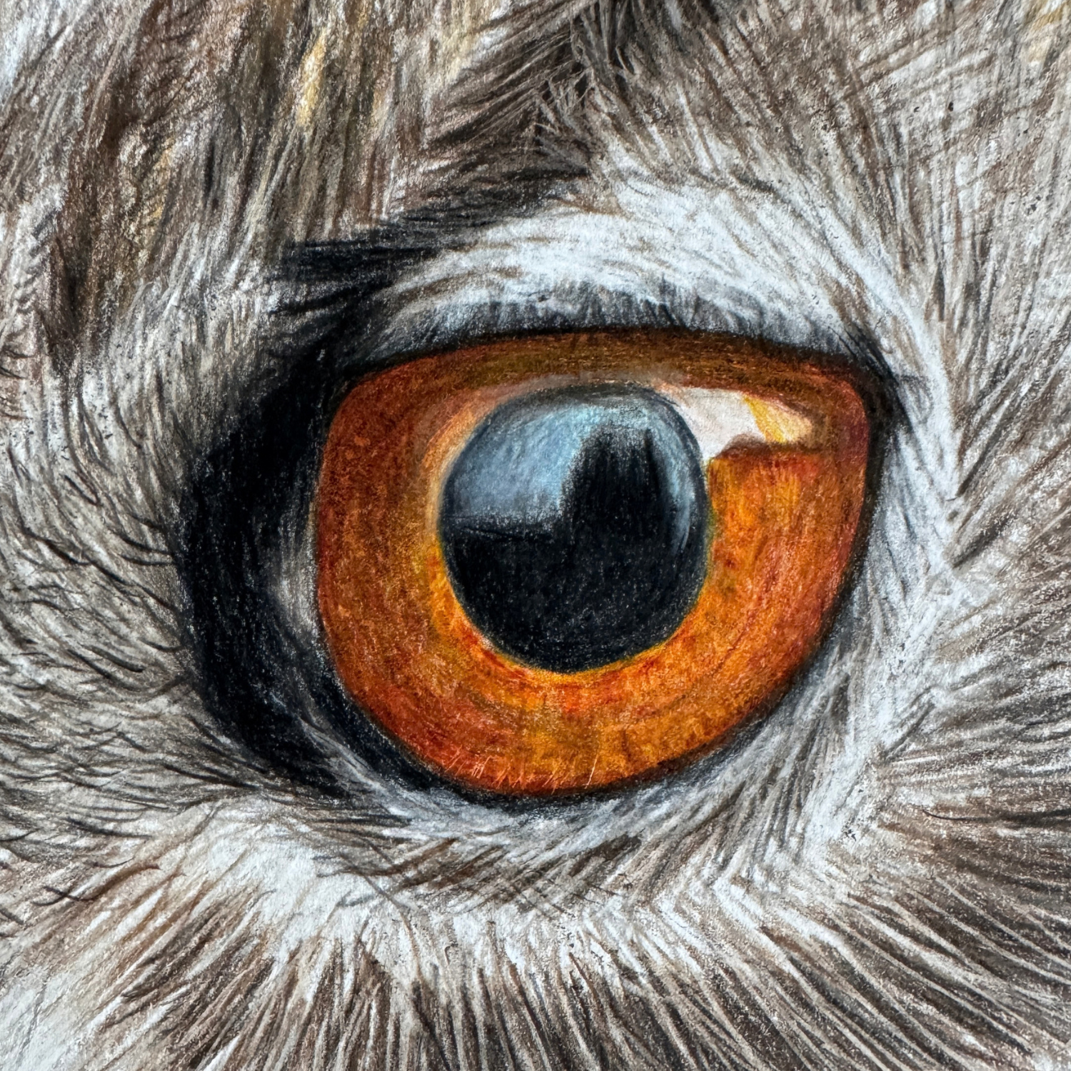 Owl Drawing.png