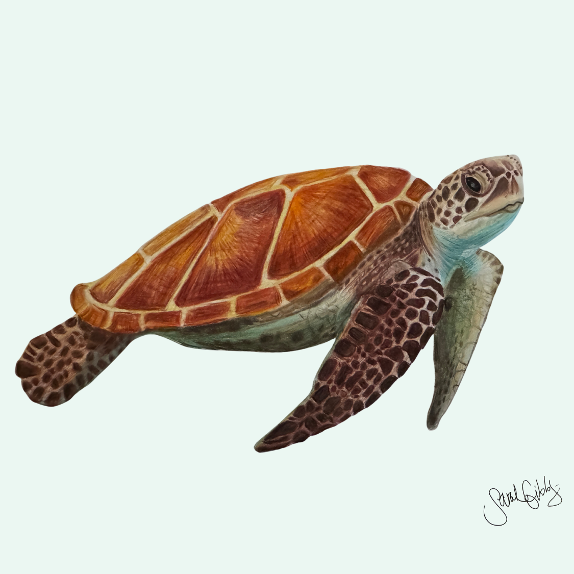 Sea Turtle Art Print
