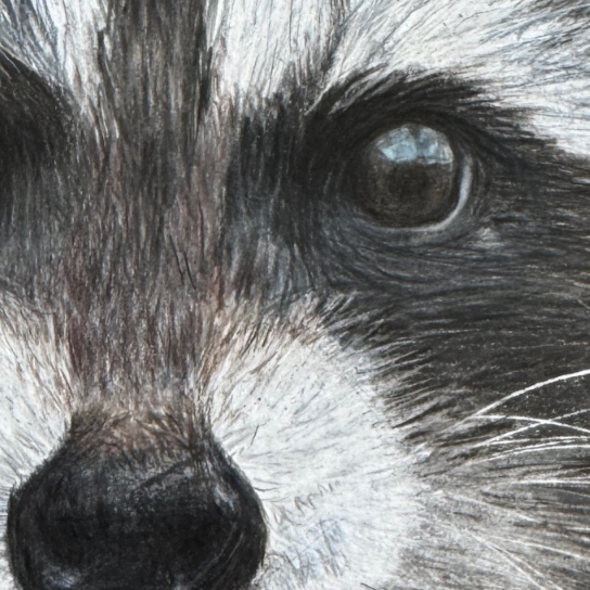 Raccoon close up art